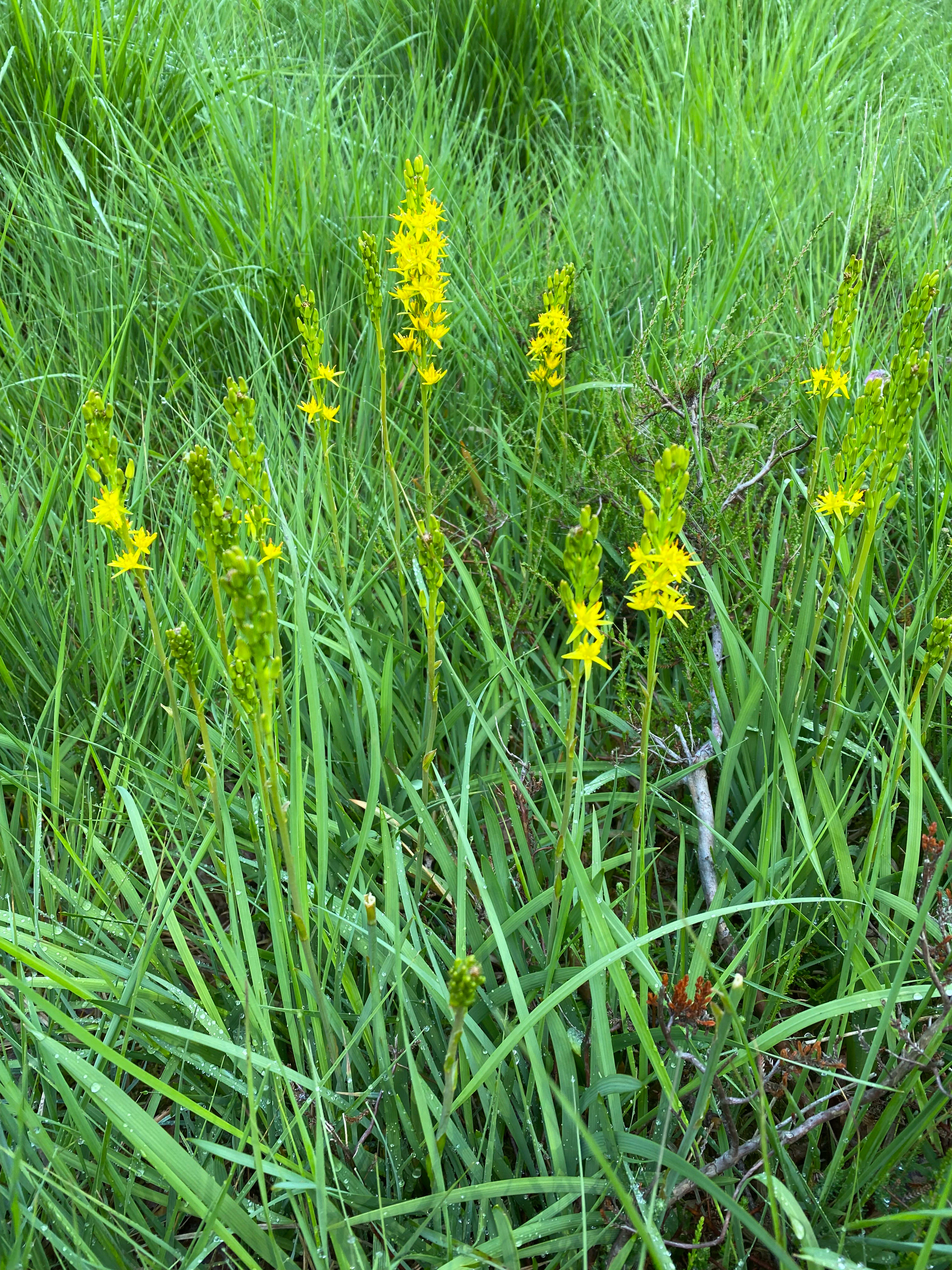 Several bright yellow bog asphodel flowers with star-shaped petals growing among tall green grasses in a wet meadow setting.