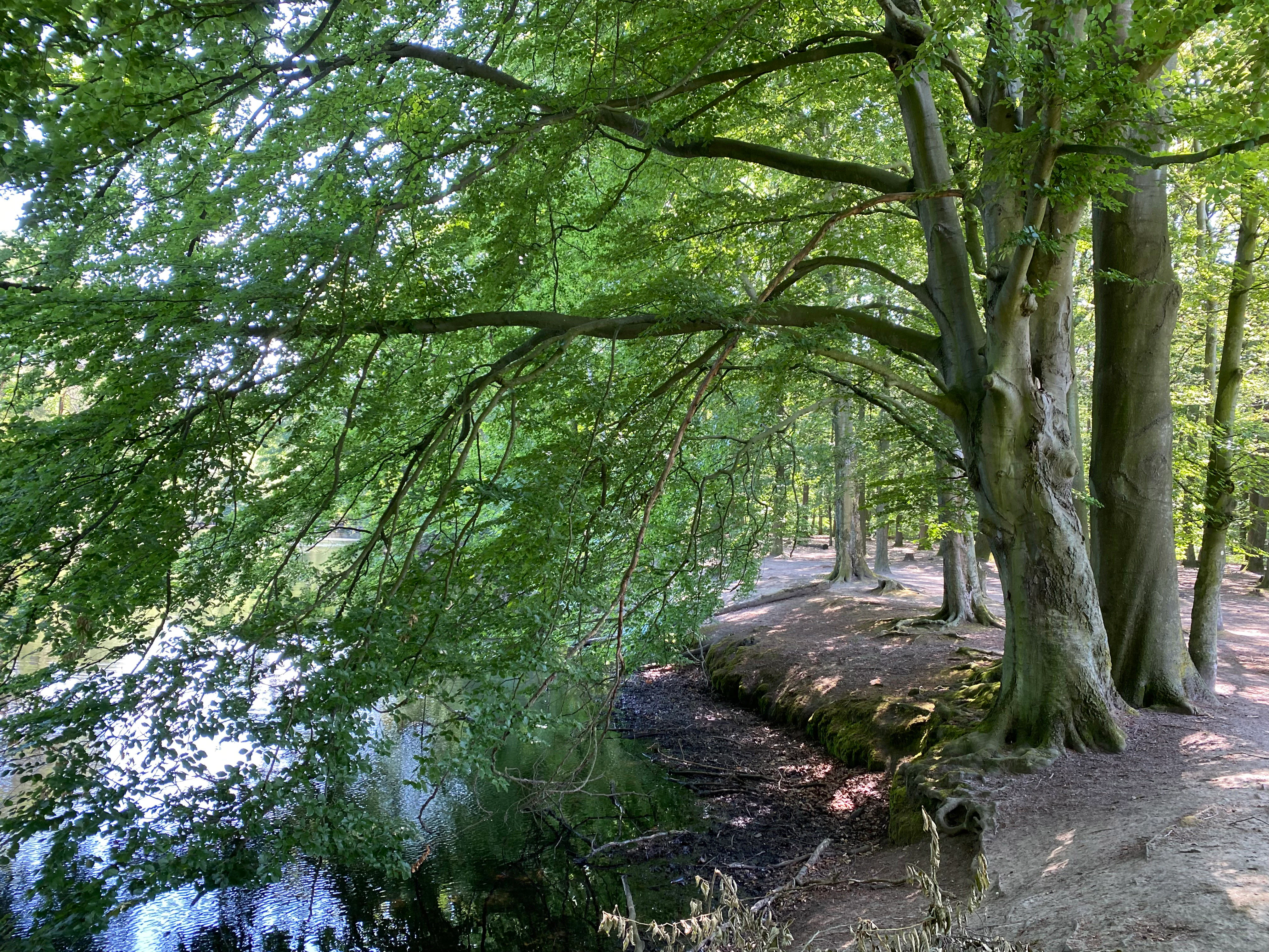 A peaceful forest path runs along the edge of a reflective pond, with large, mature beech trees casting dappled shade over the scene.