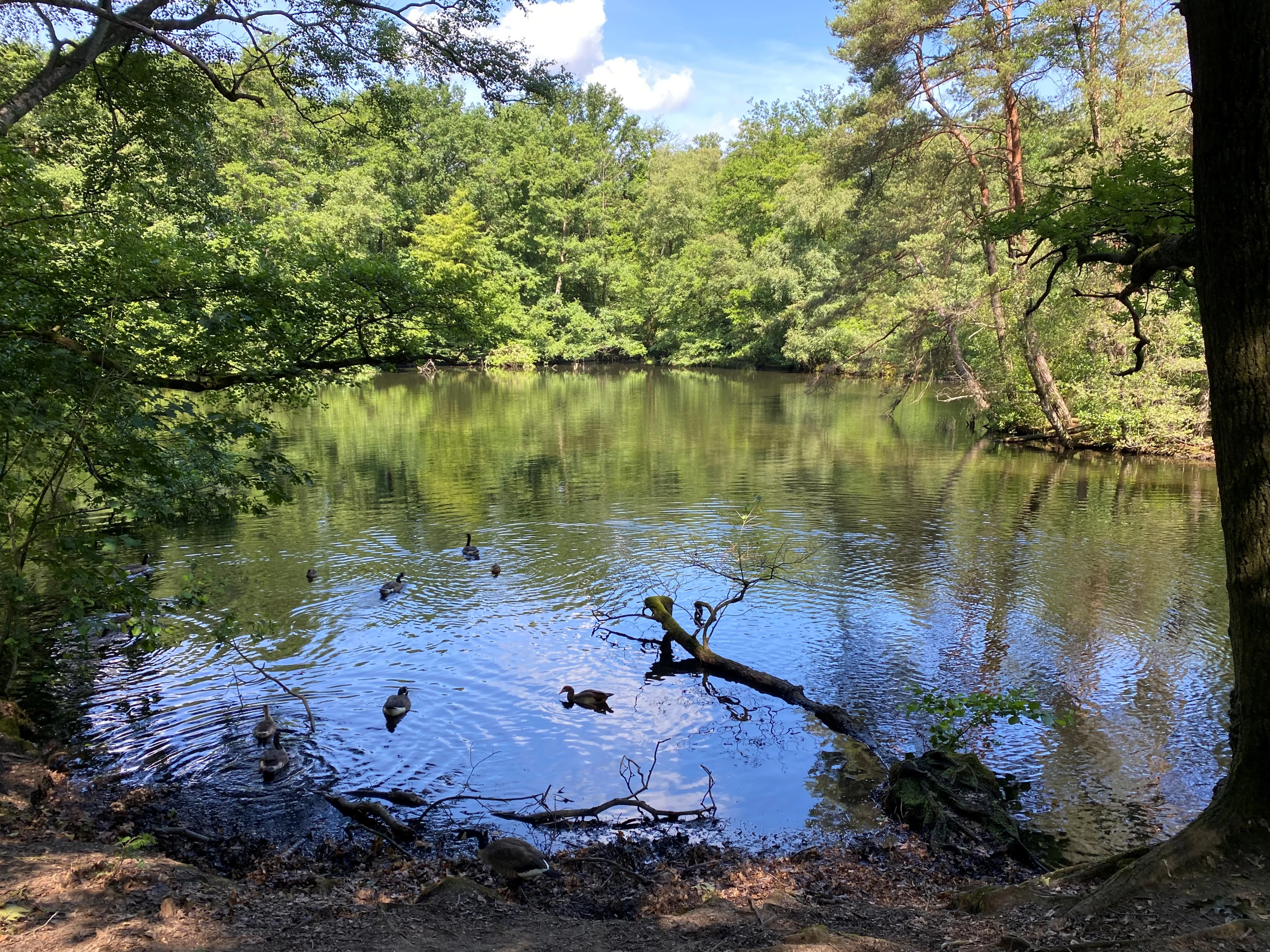 A peaceful, green forest pond with several ducks swimming in the water and a fallen tree branch protruding from the surface.