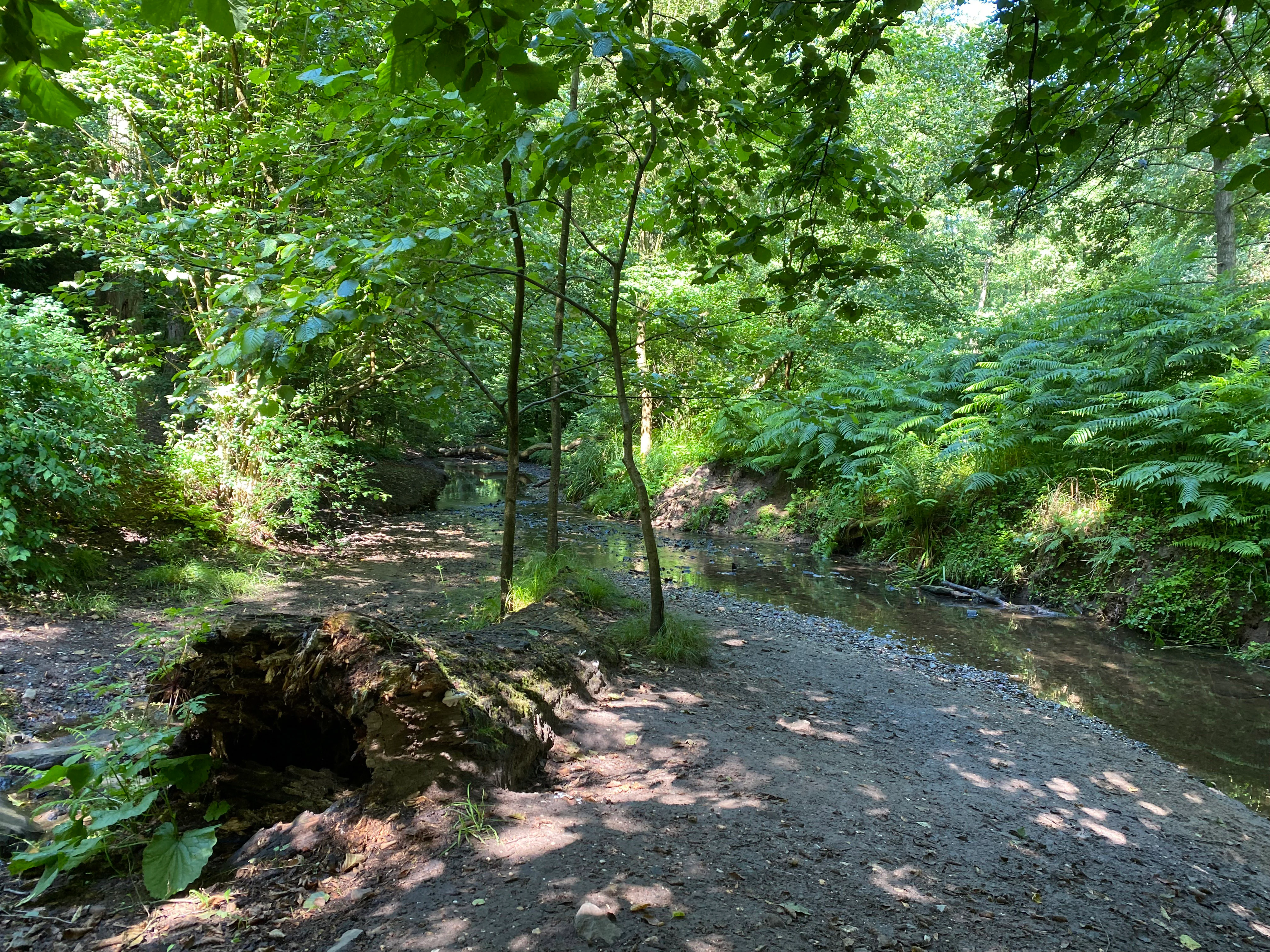 A narrow, shallow stream winds through a dense green forest, with a gravelly bank in the foreground and abundant ferns and leafy trees surrounding the water.