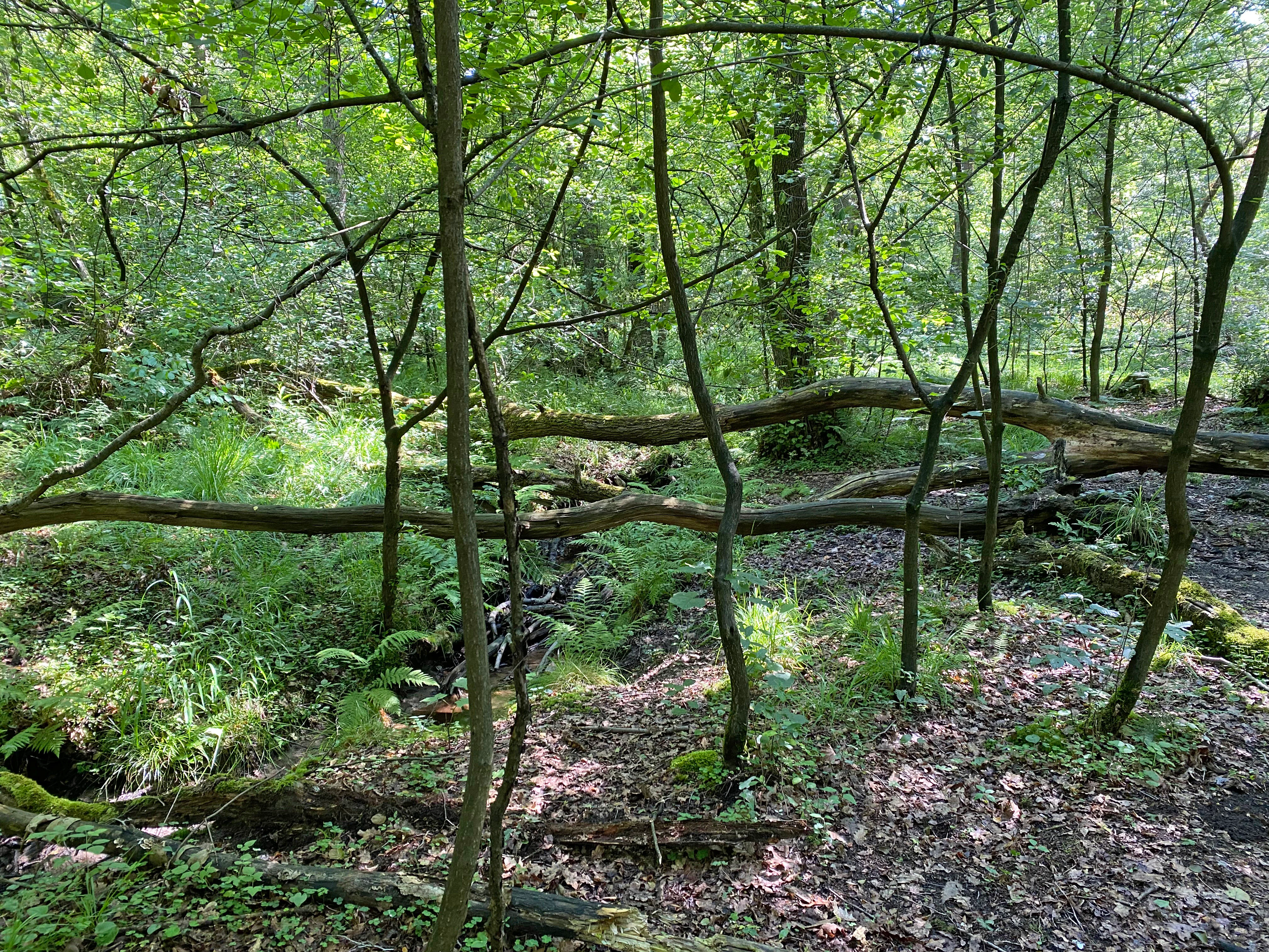 A swampy forest area featuring thin trees, ferns, and several fallen logs lying horizontally across the scene.