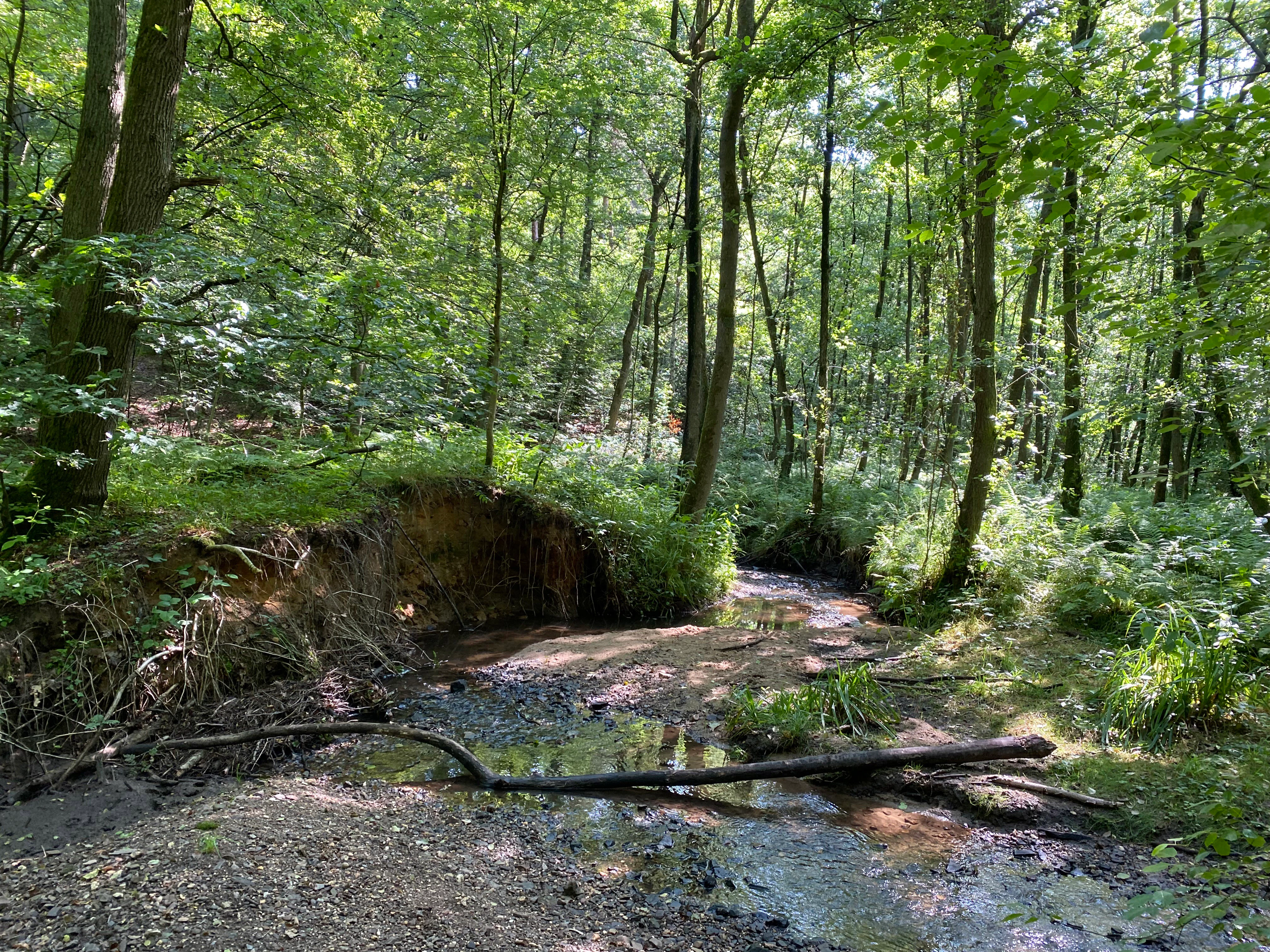 A small, shallow stream winds through a lush, green deciduous forest with a sandy bank and fallen log.