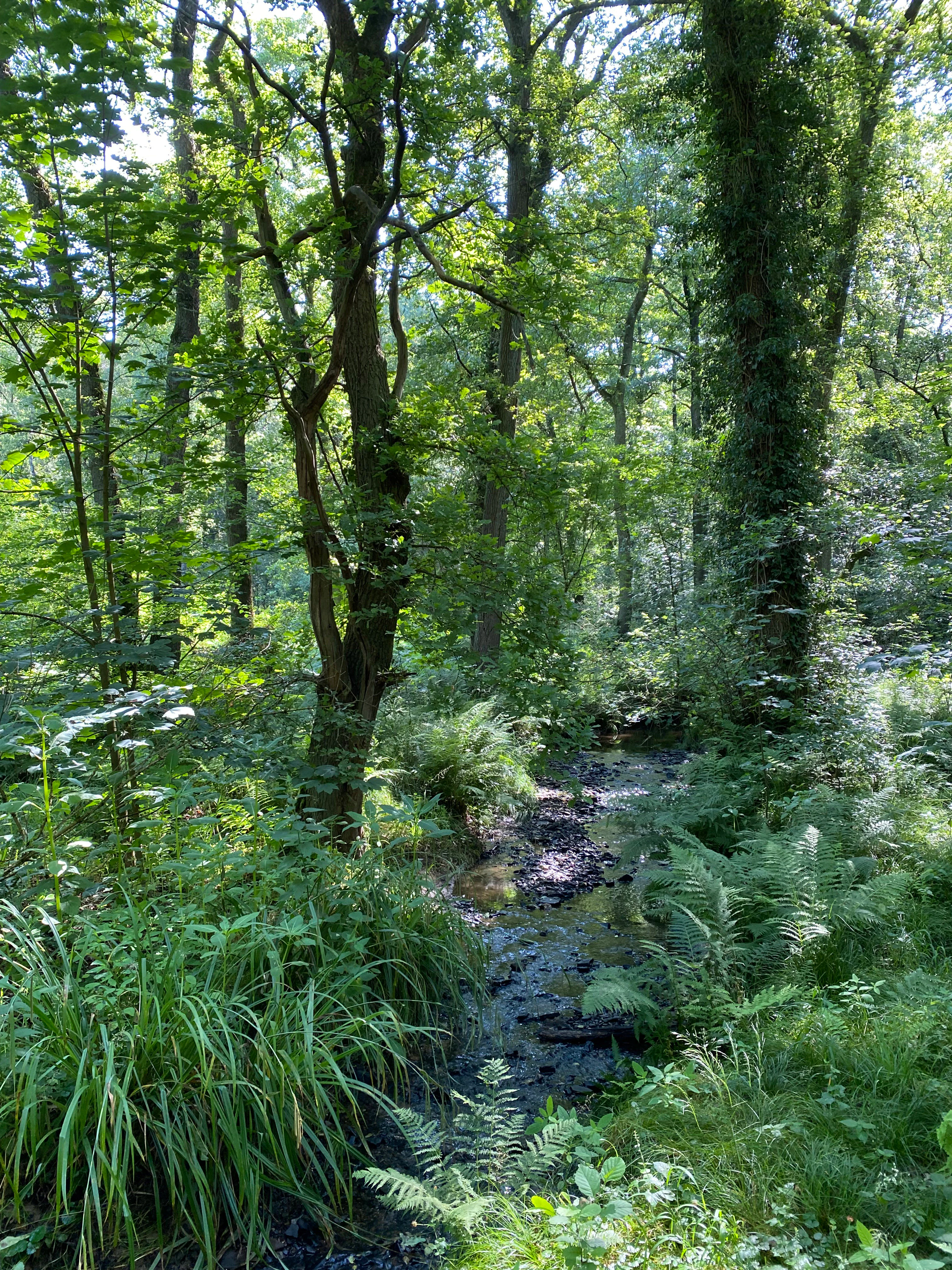 A small, shallow stream flows through a dense, green deciduous forest with ferns in the foreground and tall, ivy-covered tree trunks.