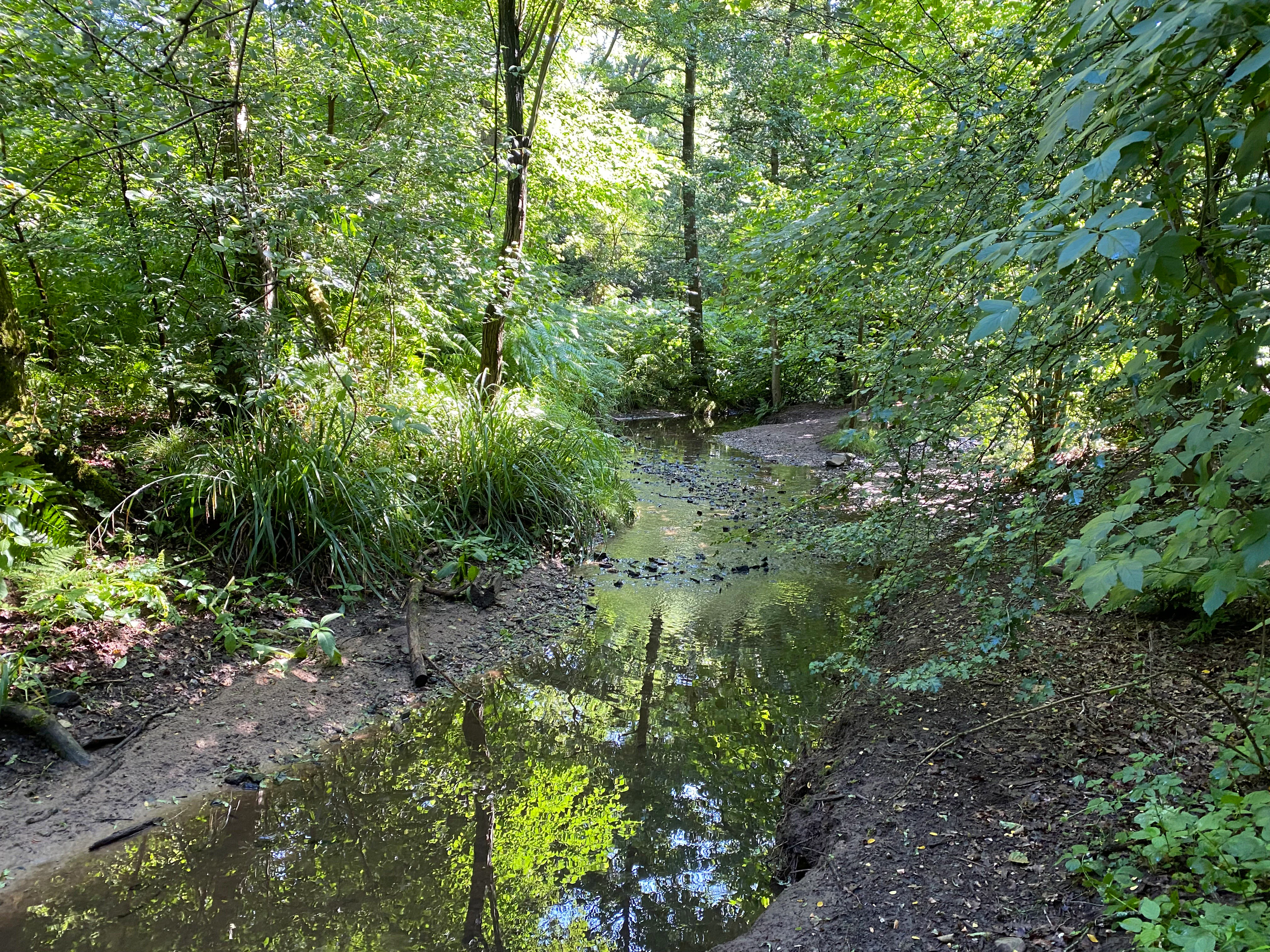 A small, slow-moving forest stream flows through a lush, green woodland area with dense trees and ferns, creating reflections on the water surface.
