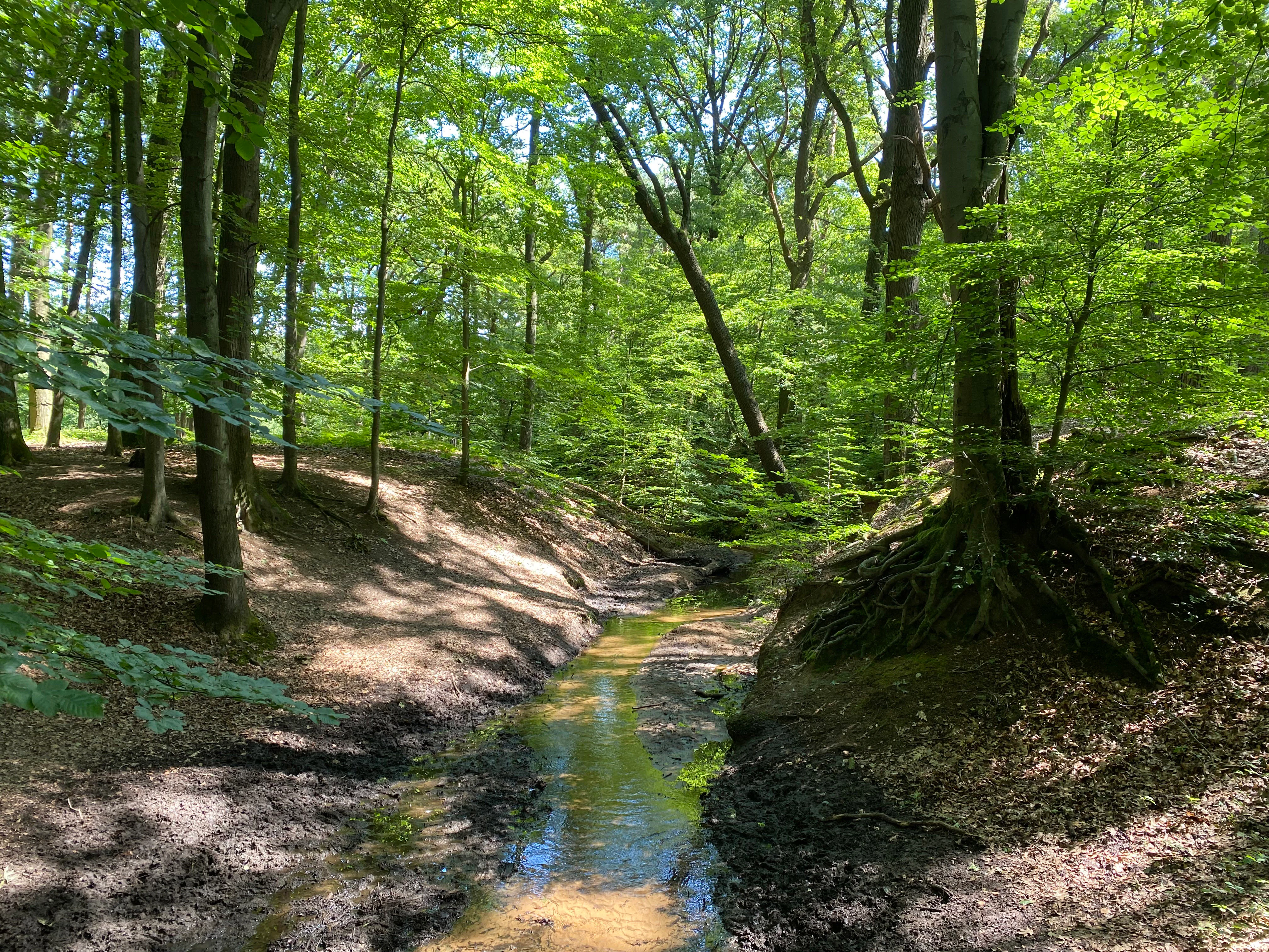 A small, shallow stream winds through a dense deciduous forest, with exposed tree roots on the steep, muddy banks.