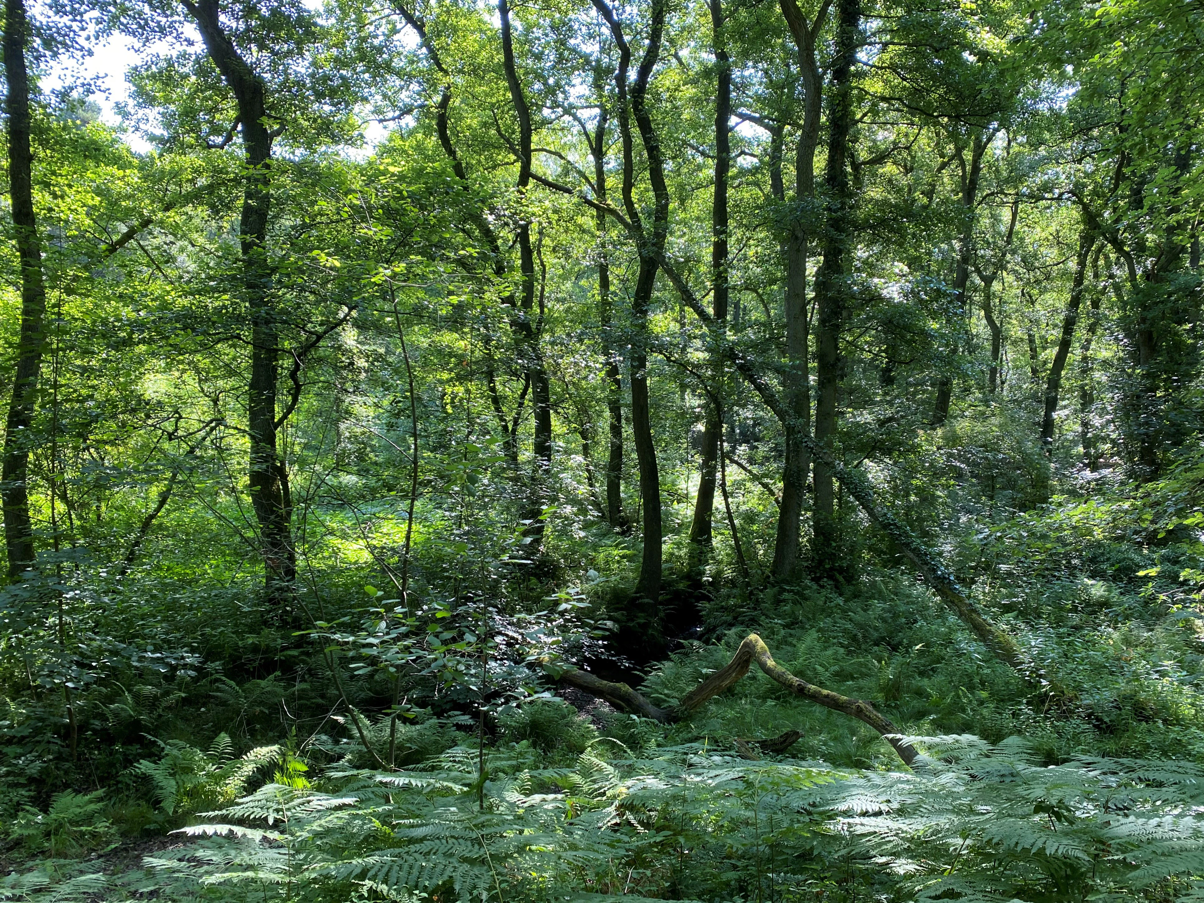 A dense green forest with tall deciduous trees, ferns in the foreground, and dappled sunlight filtering through the canopy.