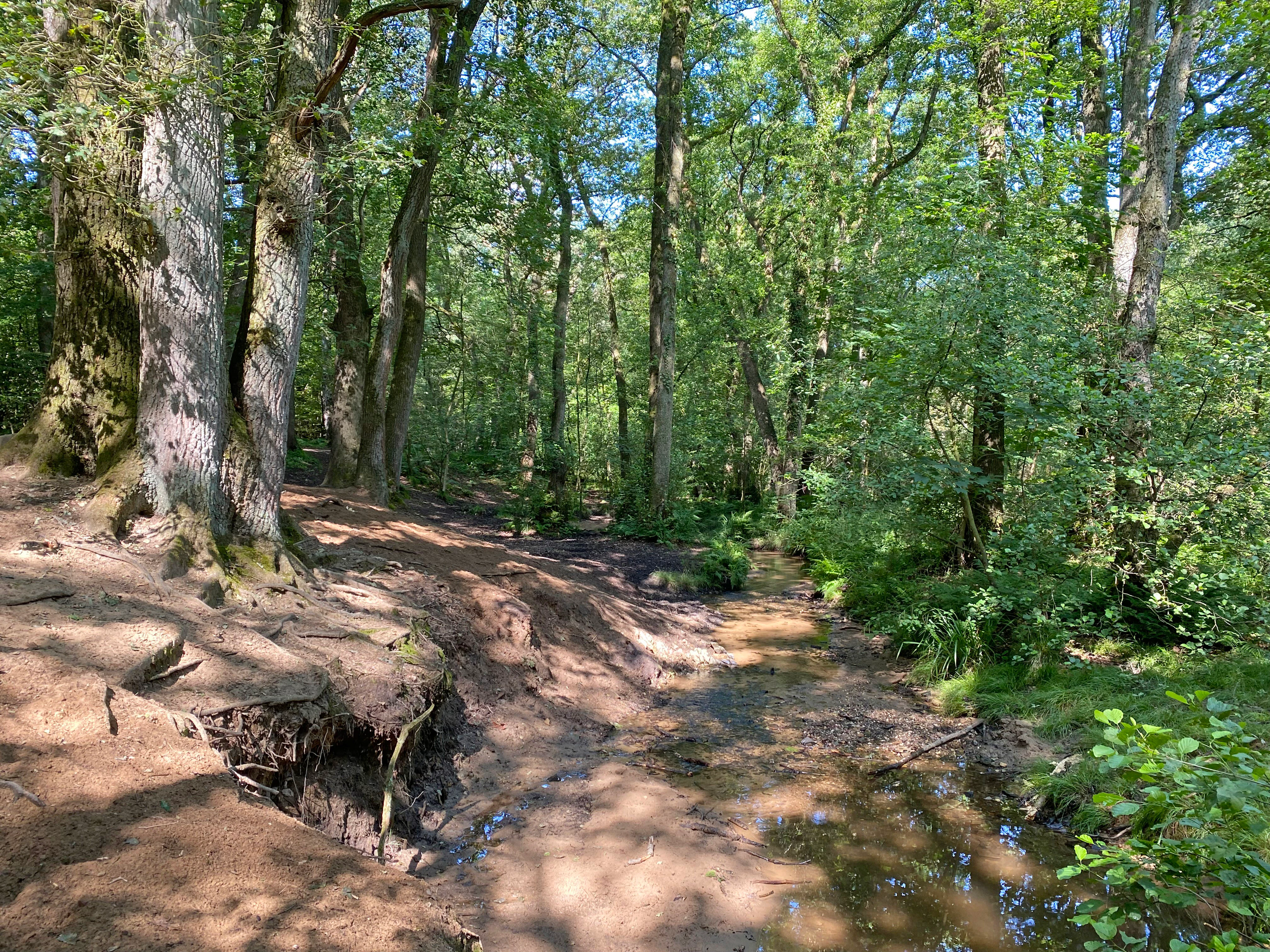 A small, sandy stream flows through a dense forest with exposed, eroded earthen banks and tree roots visible in the foreground.