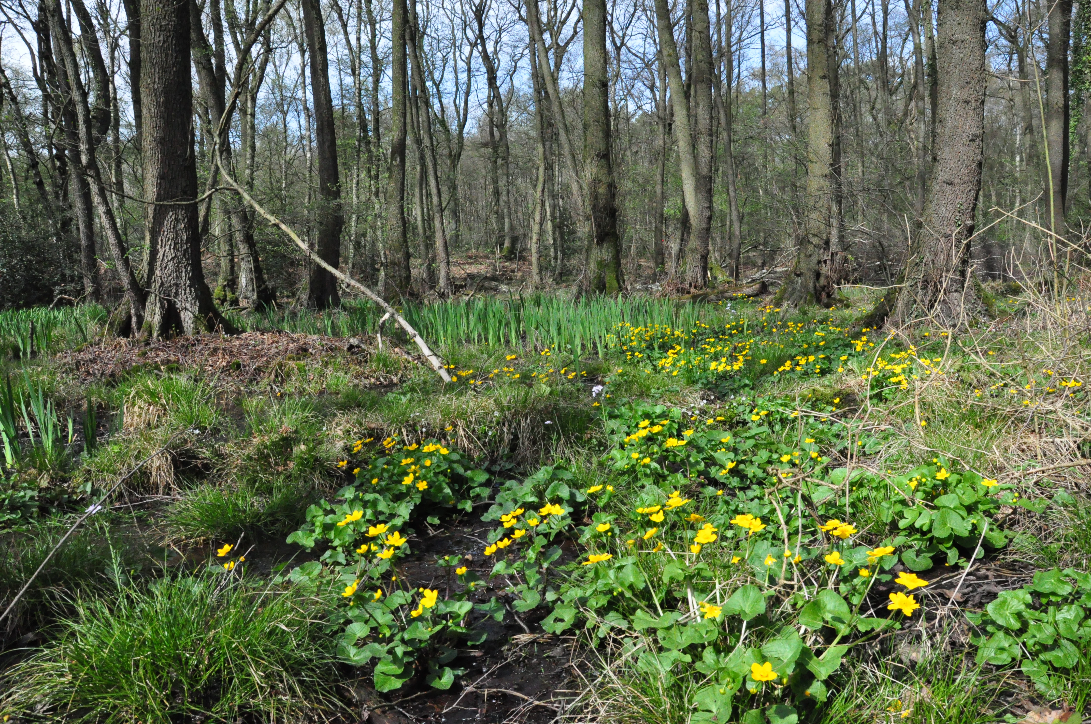 A group of bright yellow marsh marigold flowers blooming in a damp, wooded area beside a small forest stream.