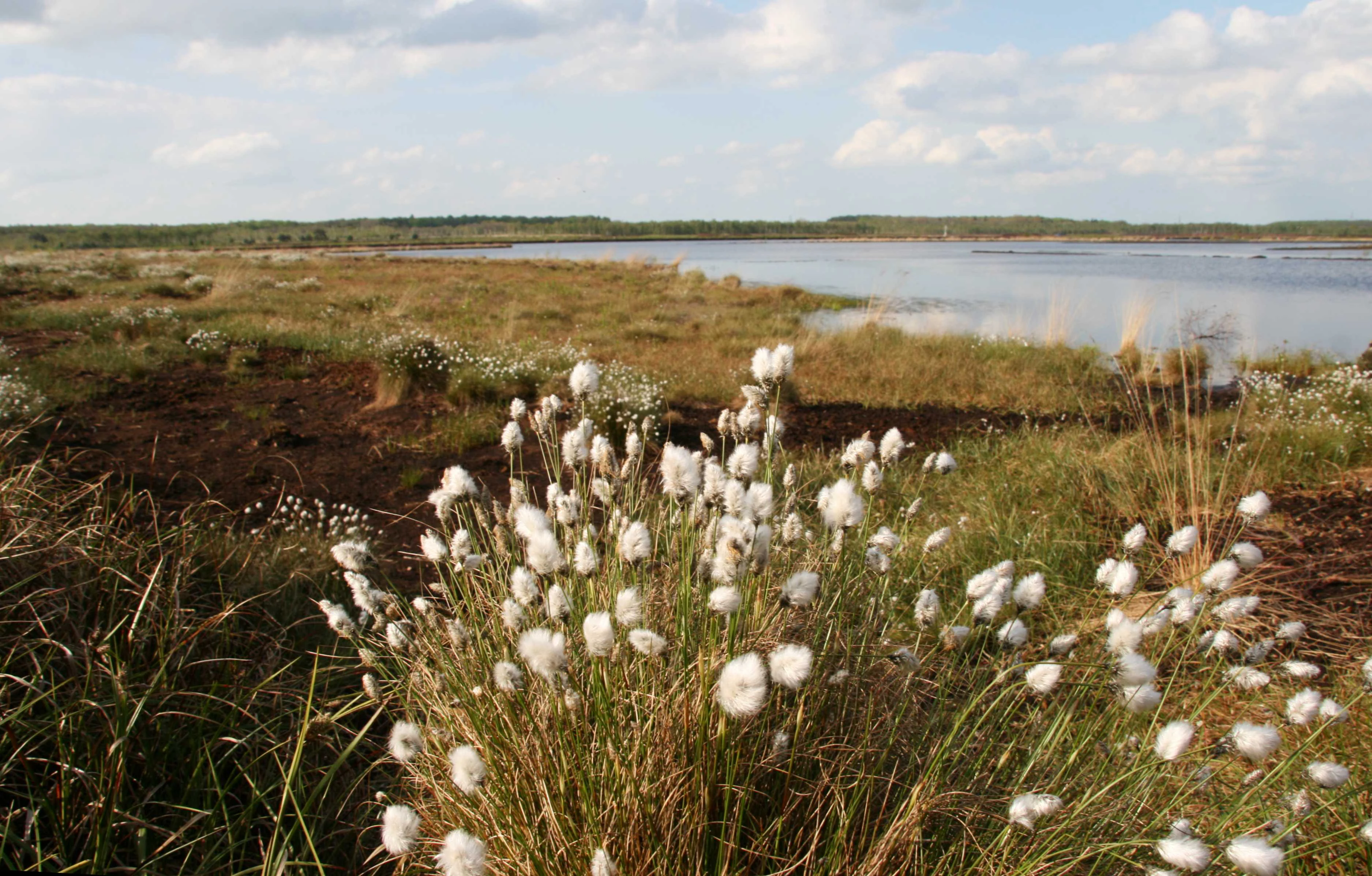 Clusters of white, fluffy cottongrass flowers in the foreground, with a boggy, open wetland and distant treeline under a partly cloudy sky in the background.