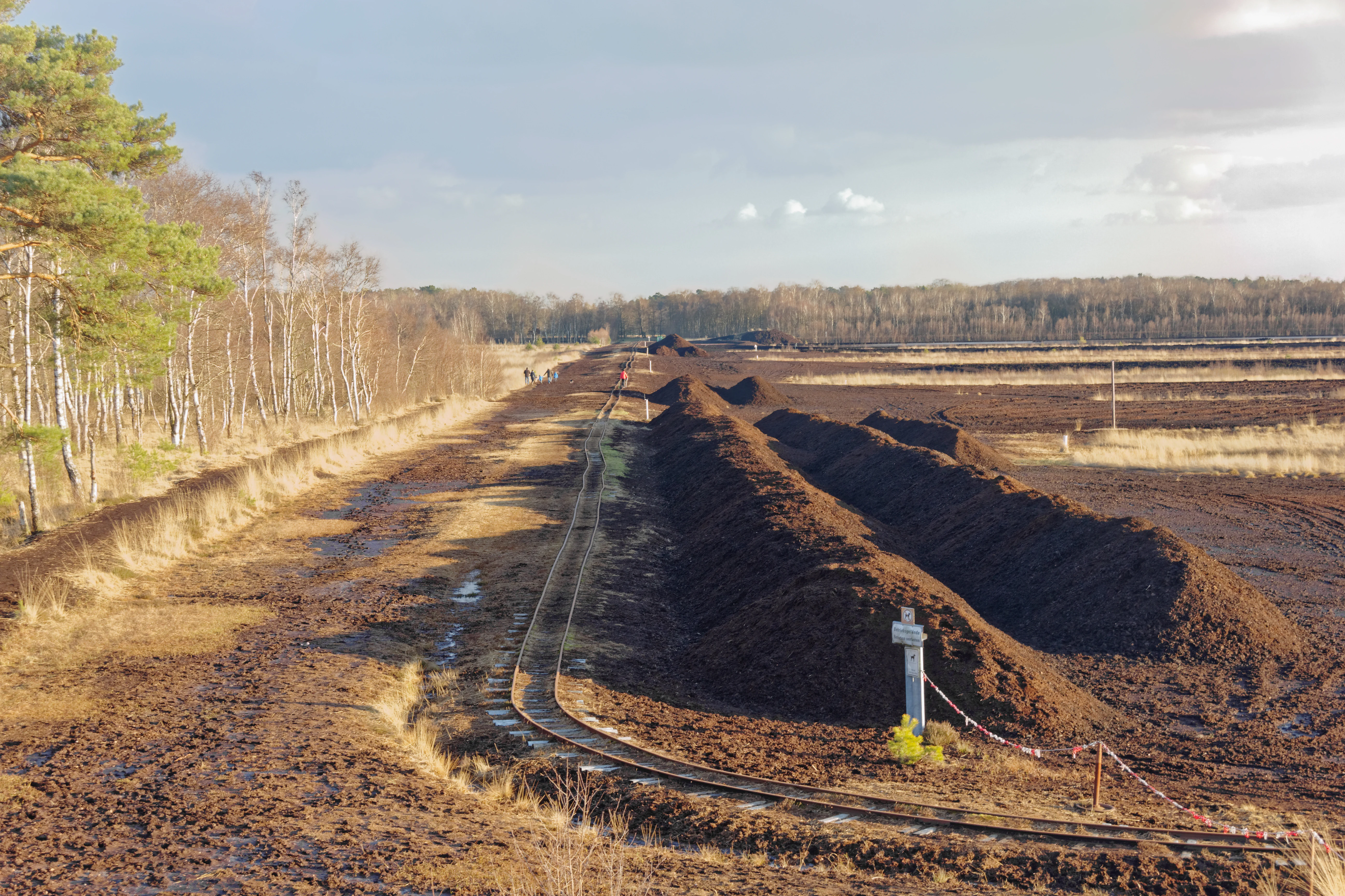A narrow gauge railway track curves through a peat bog landscape with rows of excavated peat mounds and a line of birch trees on the left.