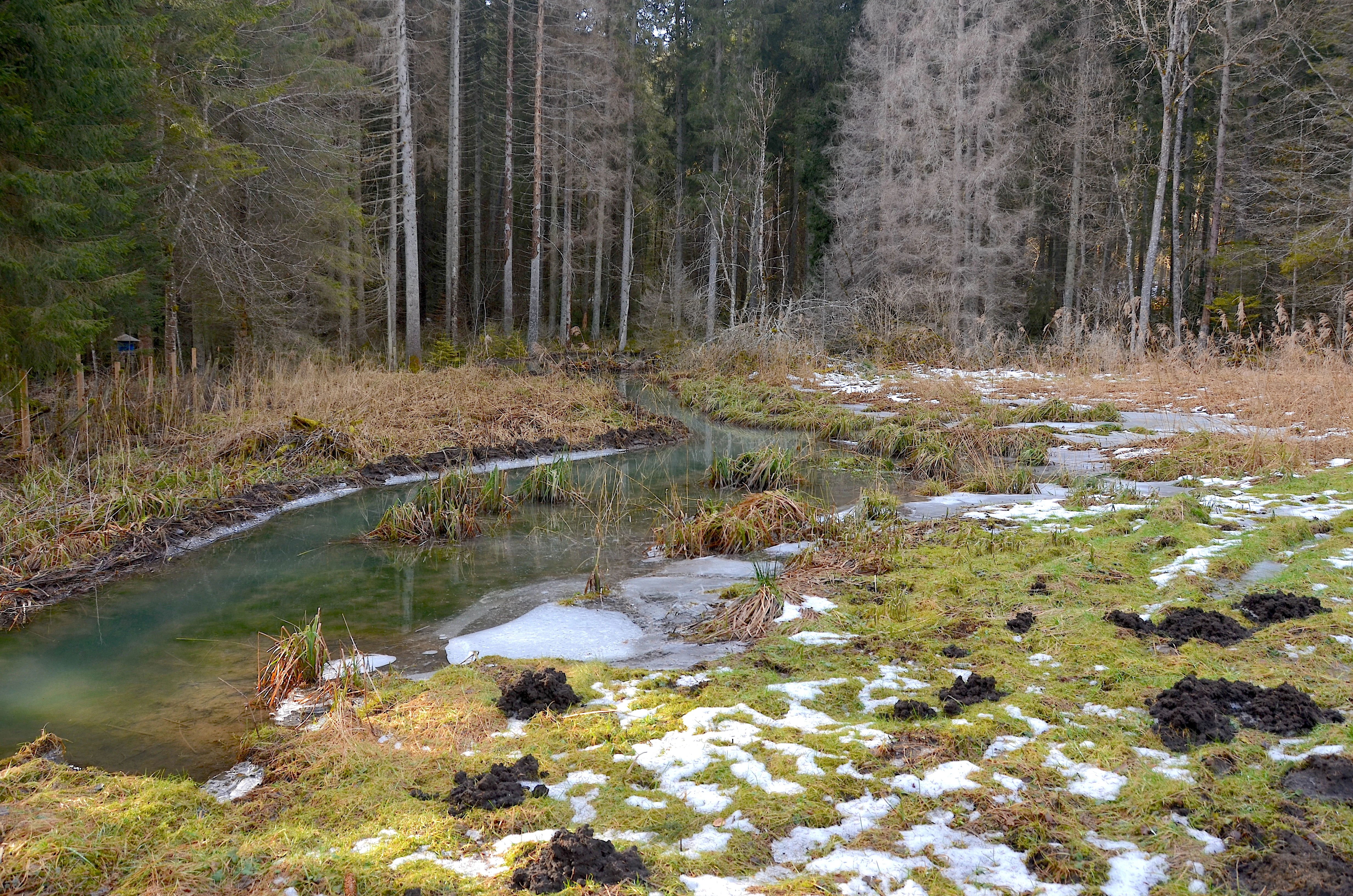 A small stream curves through a grassy meadow with patches of snow, bordered by a dense forest of tall trees.