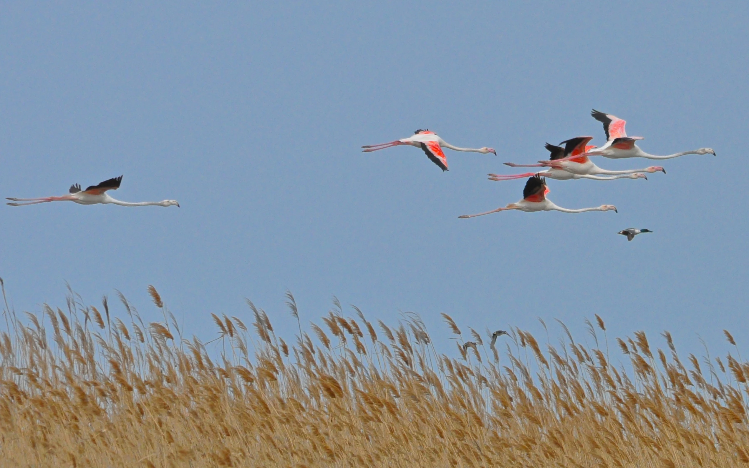 A flock of flamingos flying over tall golden reeds against a clear blue sky