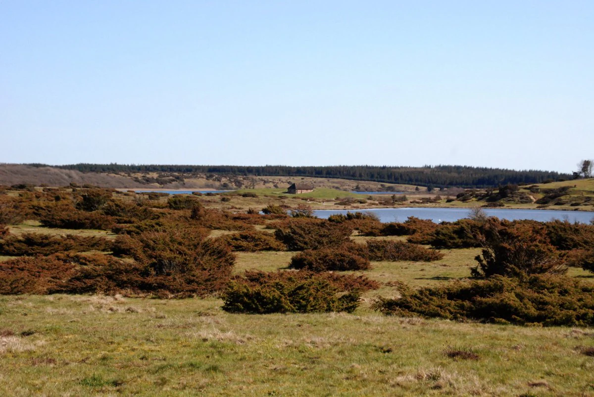A wide view of a low-lying heathland with scattered bushes and small trees leading toward a distant lake under a clear sky.