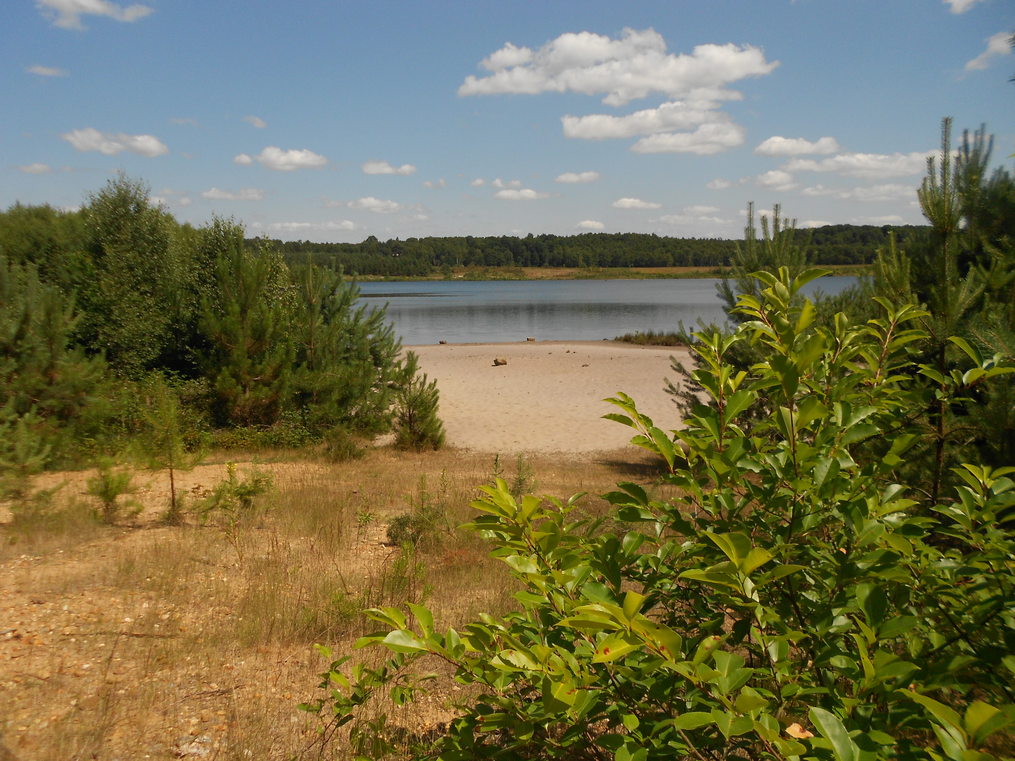 Landscape view of a sandy beach, calm lake, and surrounding pine forest under a partly cloudy sky