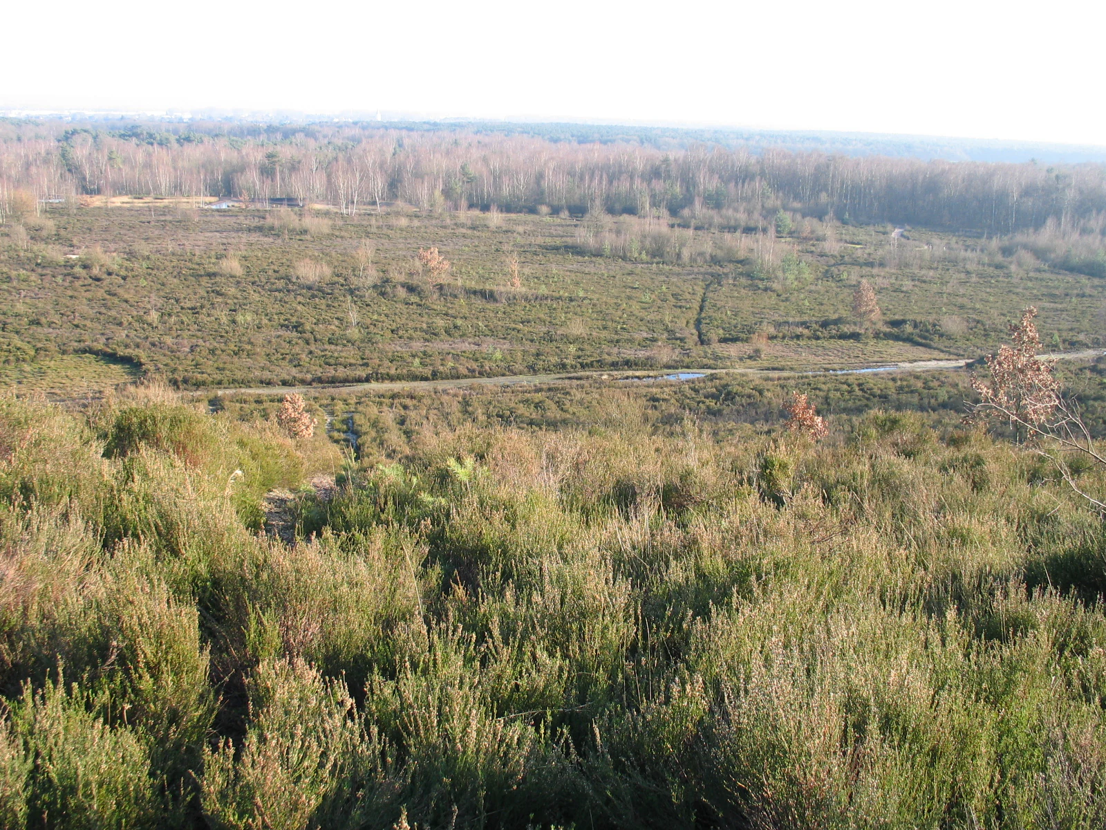 Wide view of heathland vegetation with scattered trees and a winding road in the distance, under an overcast sky.