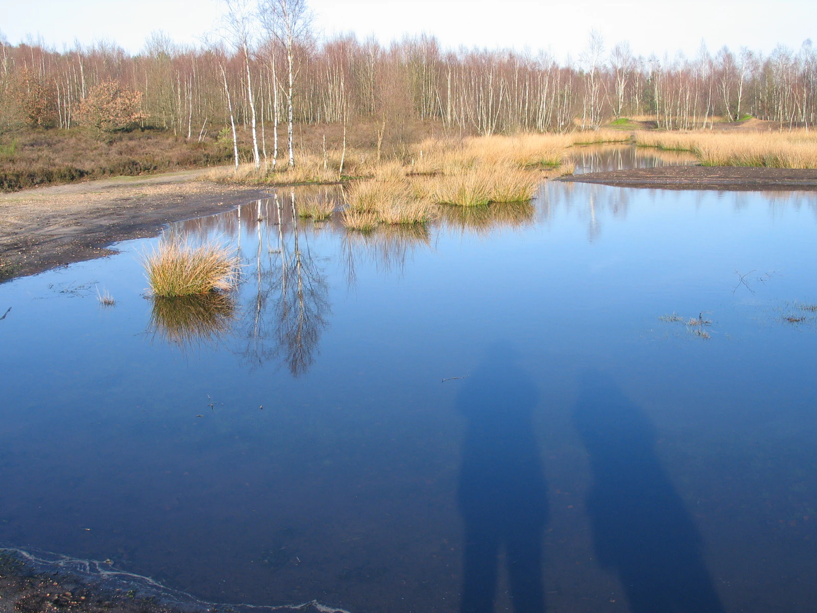 Two human shadows reflected on the surface of a still lake with tall grasses and trees in the background