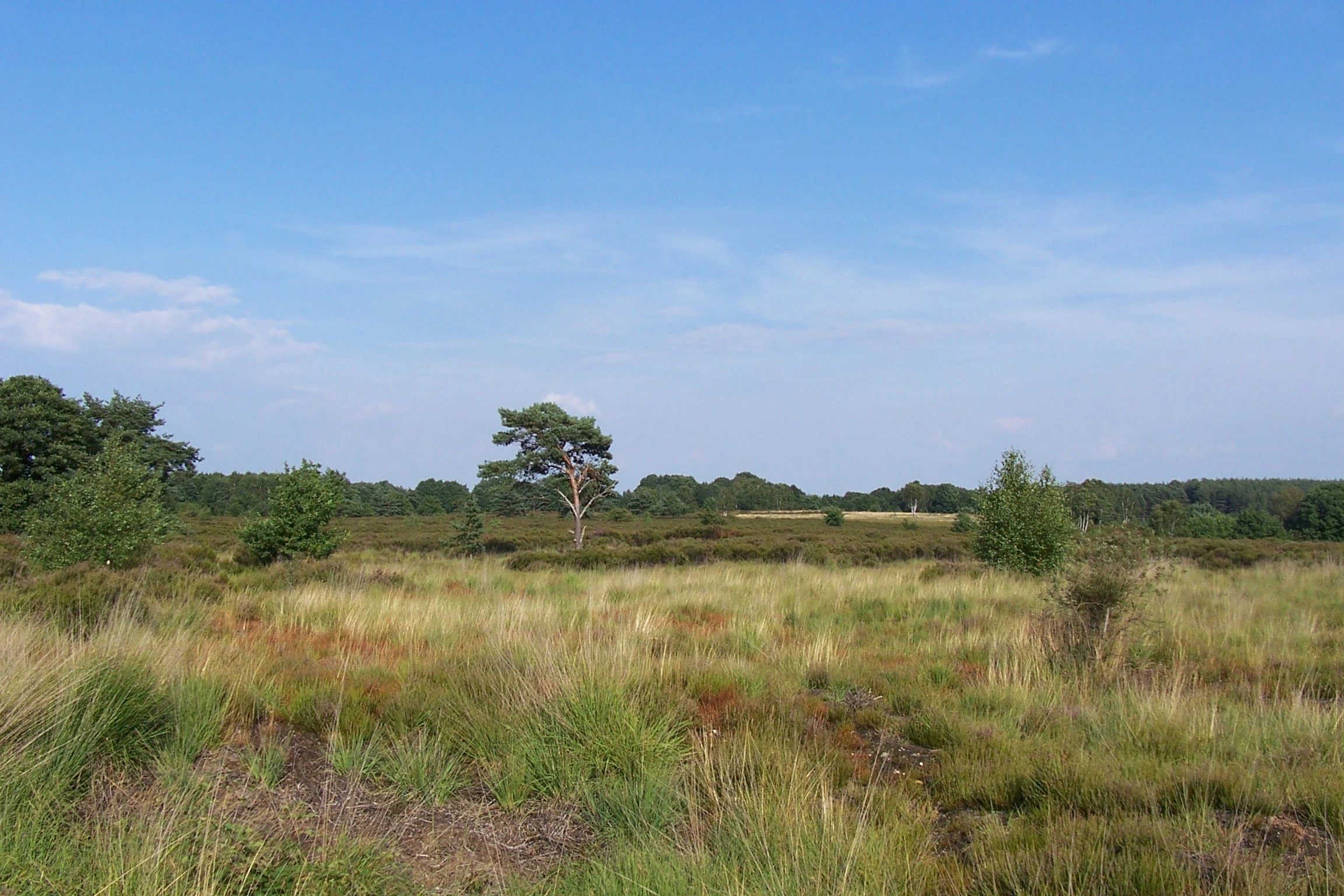 Grassy heathland field with scattered trees and a clear blue sky