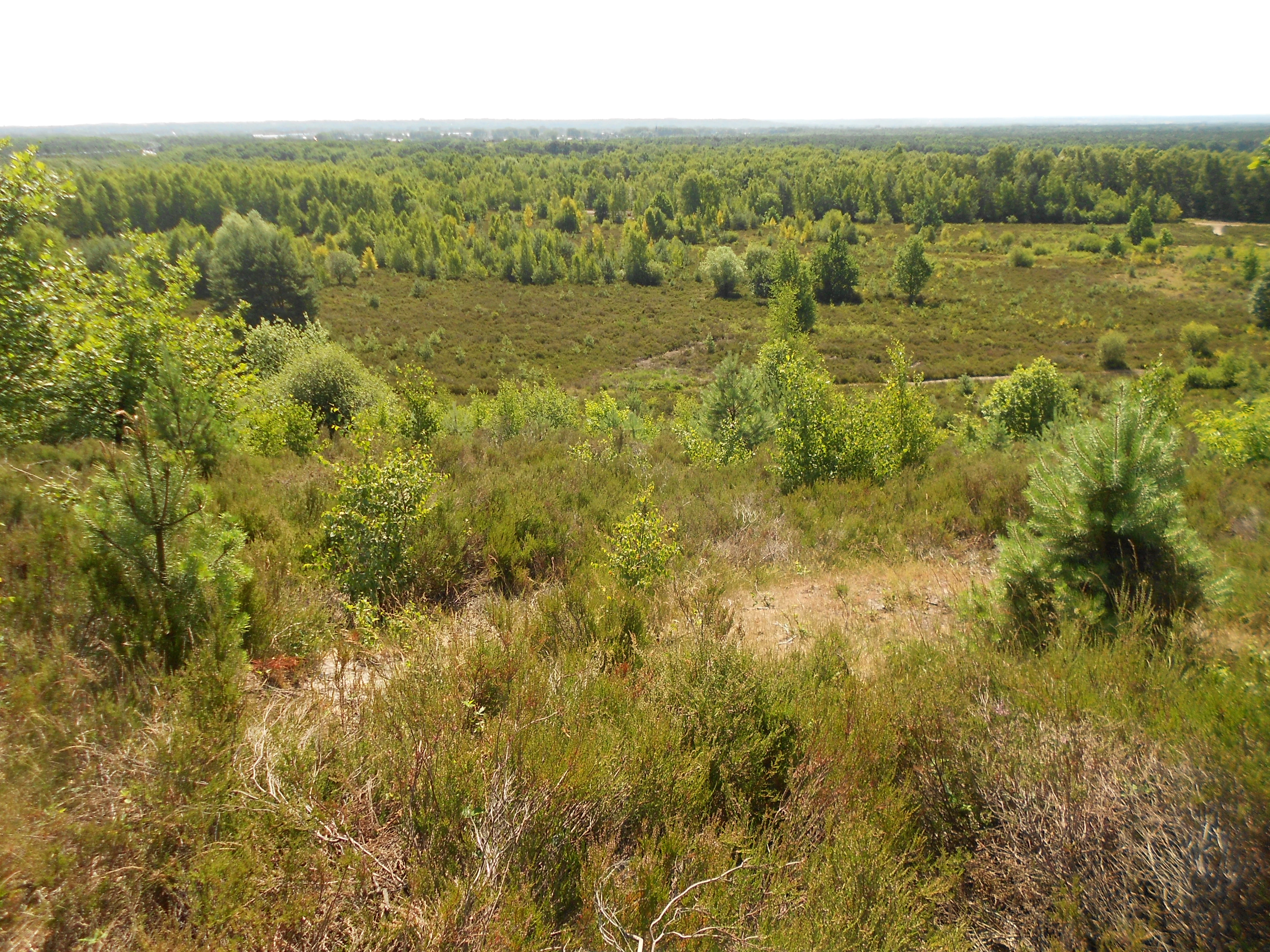 Natural landscape with heathland and scattered pine trees extending to the horizon in Hoge Kempen National Park