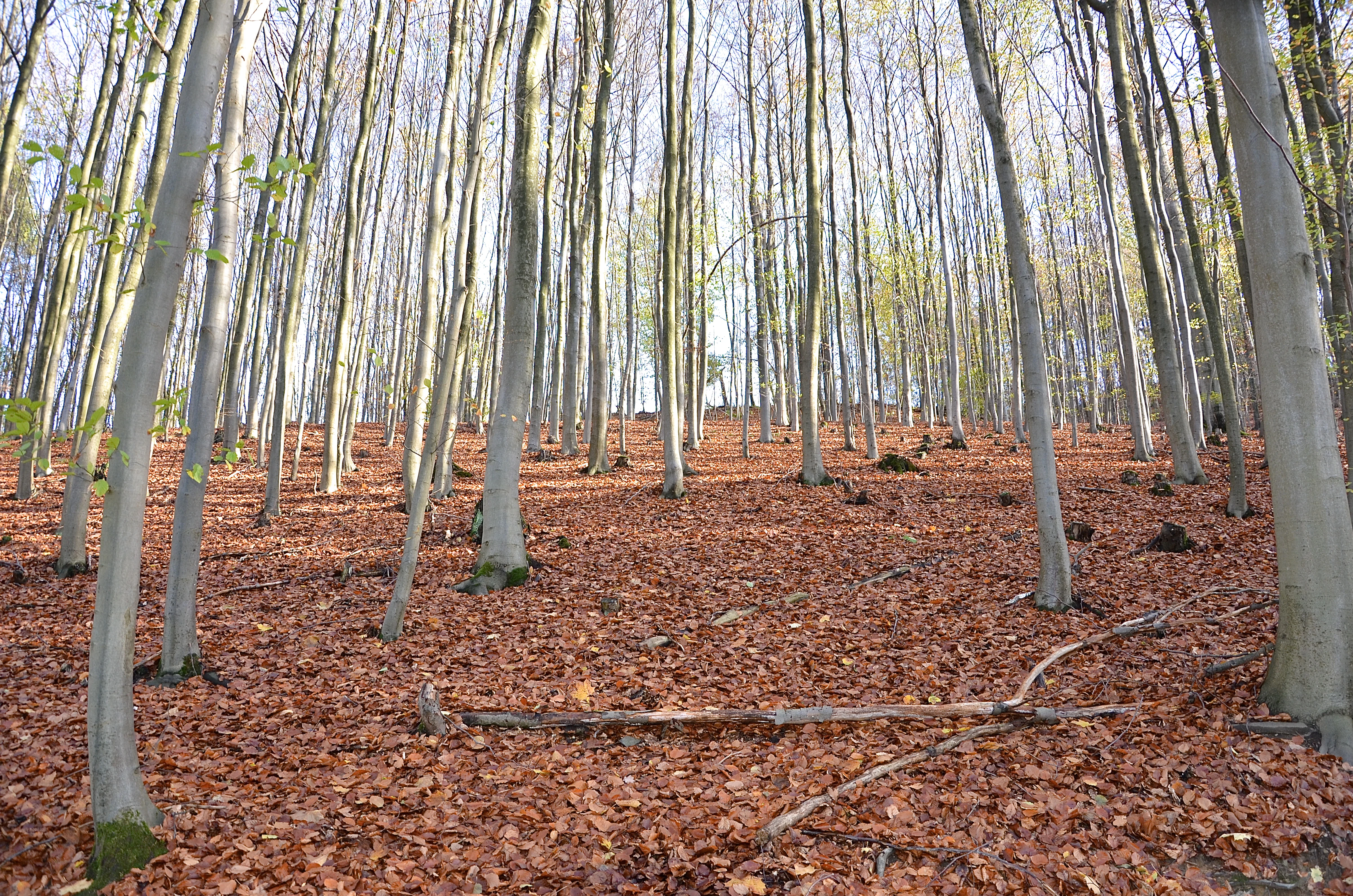 A wide view of a dense forest floor covered in fallen brown leaves, with tall, thin, light-grey trunks of beech trees rising upwards.