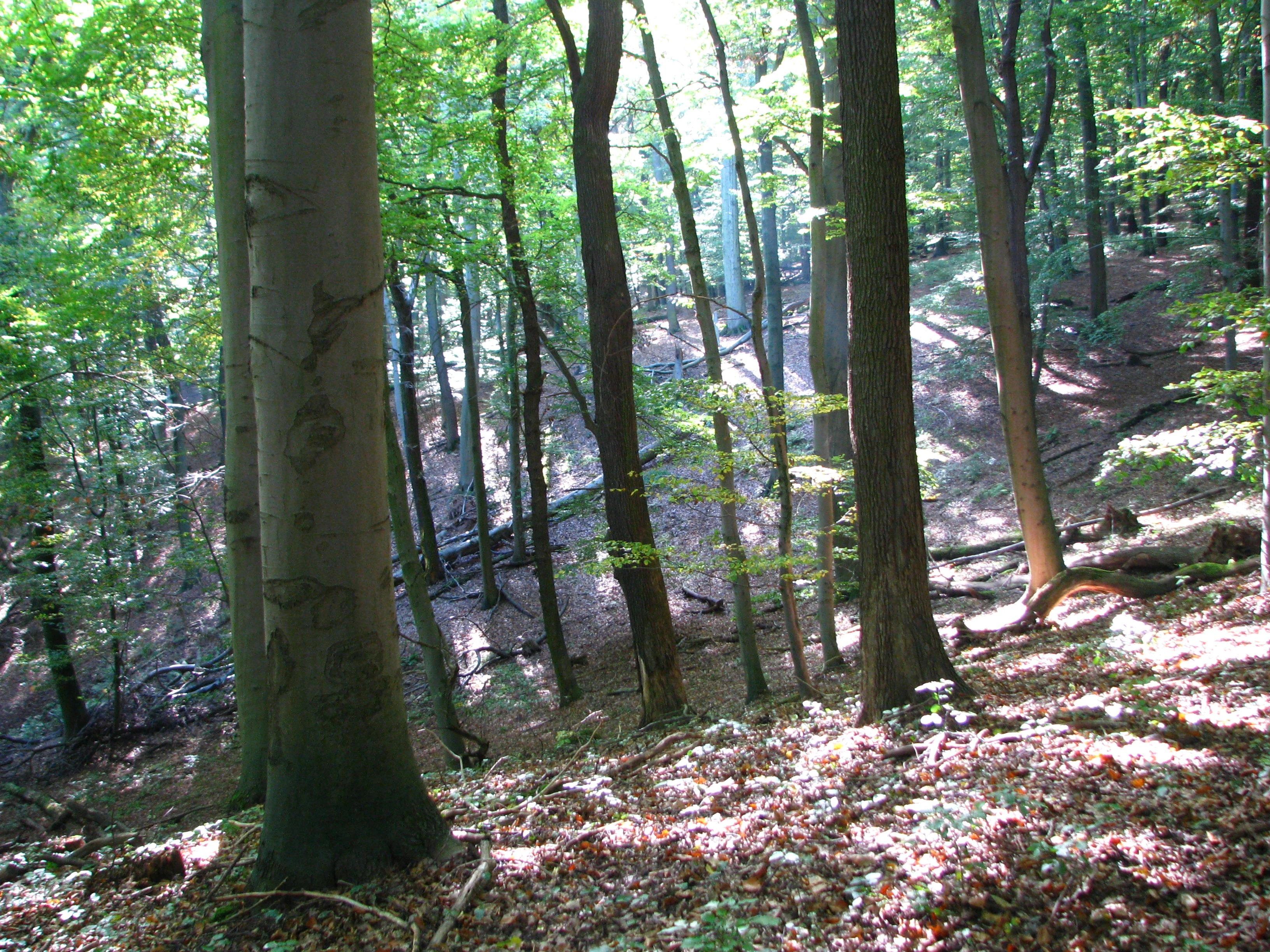 A sloped woodland area filled with tall beech trees, dappled sunlight, and deadwood on the forest floor.