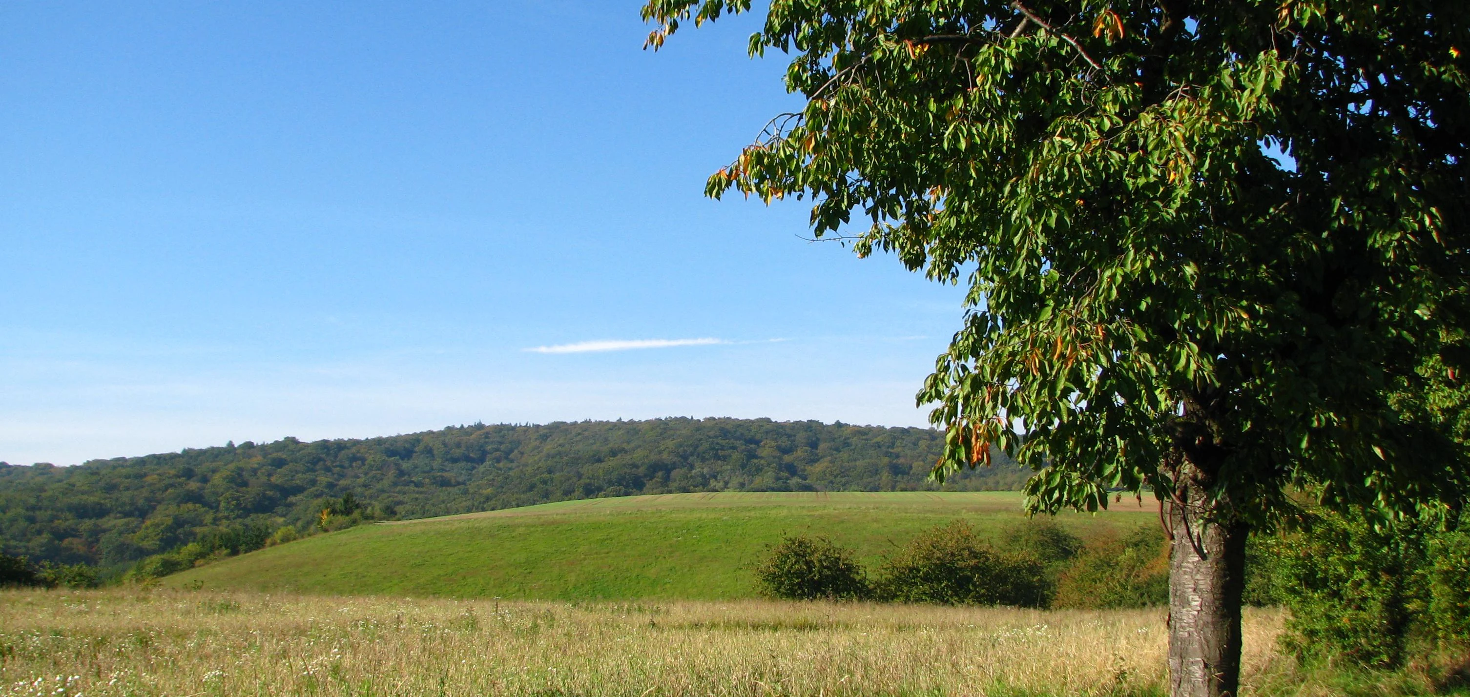 A green hillside and a distant forested ridge under a clear blue sky, with a leafy deciduous tree in the foreground on the right.