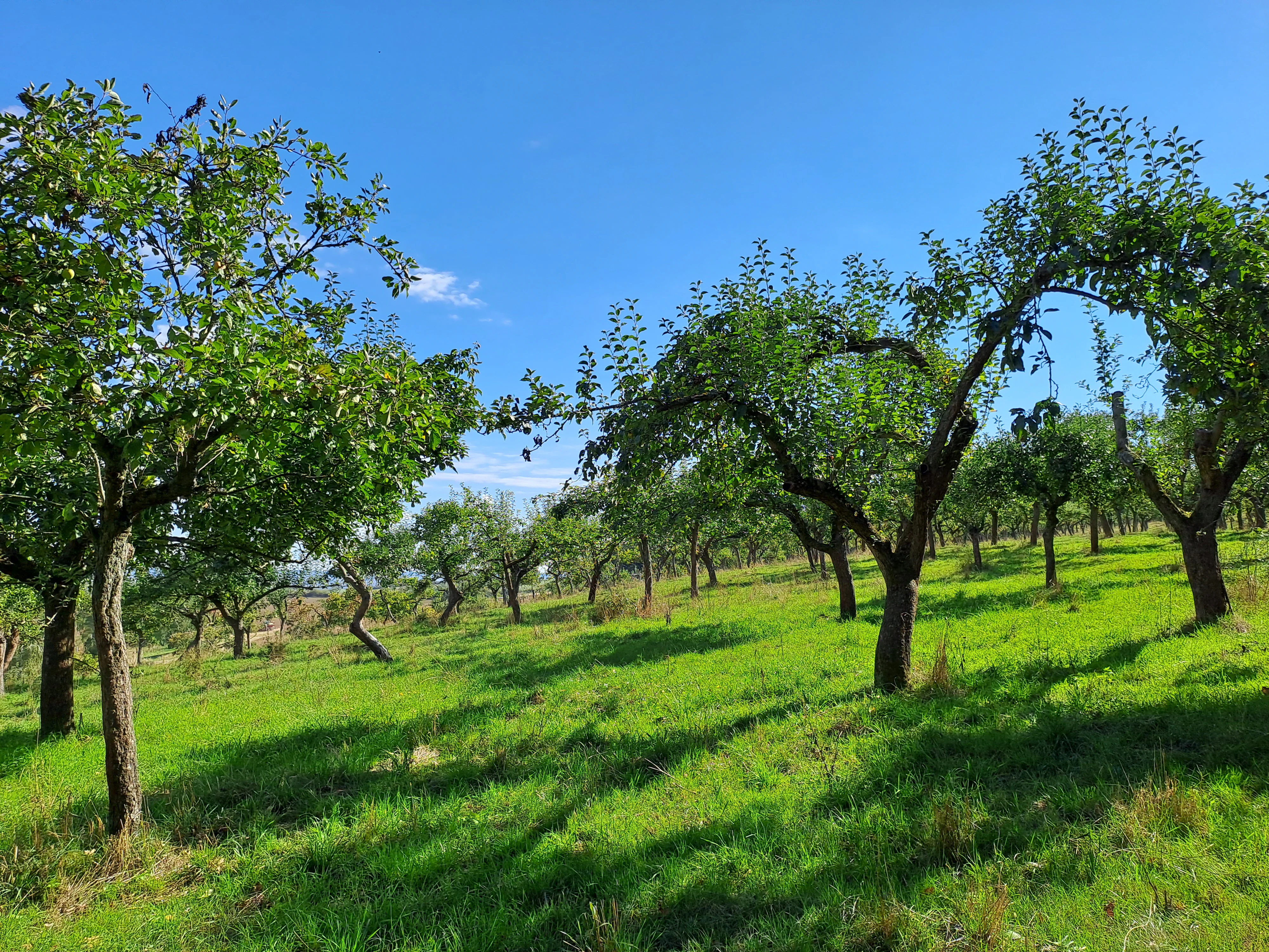 A sunny orchard meadow with several fruit trees scattered across a green, sloping hillside under a clear blue sky.