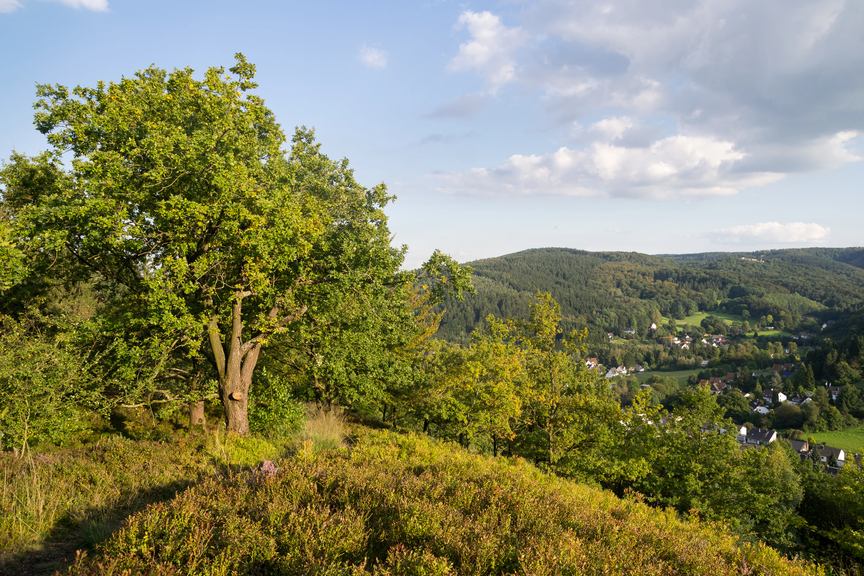 A landscape view from a hillside covered in heather and green trees, overlooking a valley with forested hills in the distance.