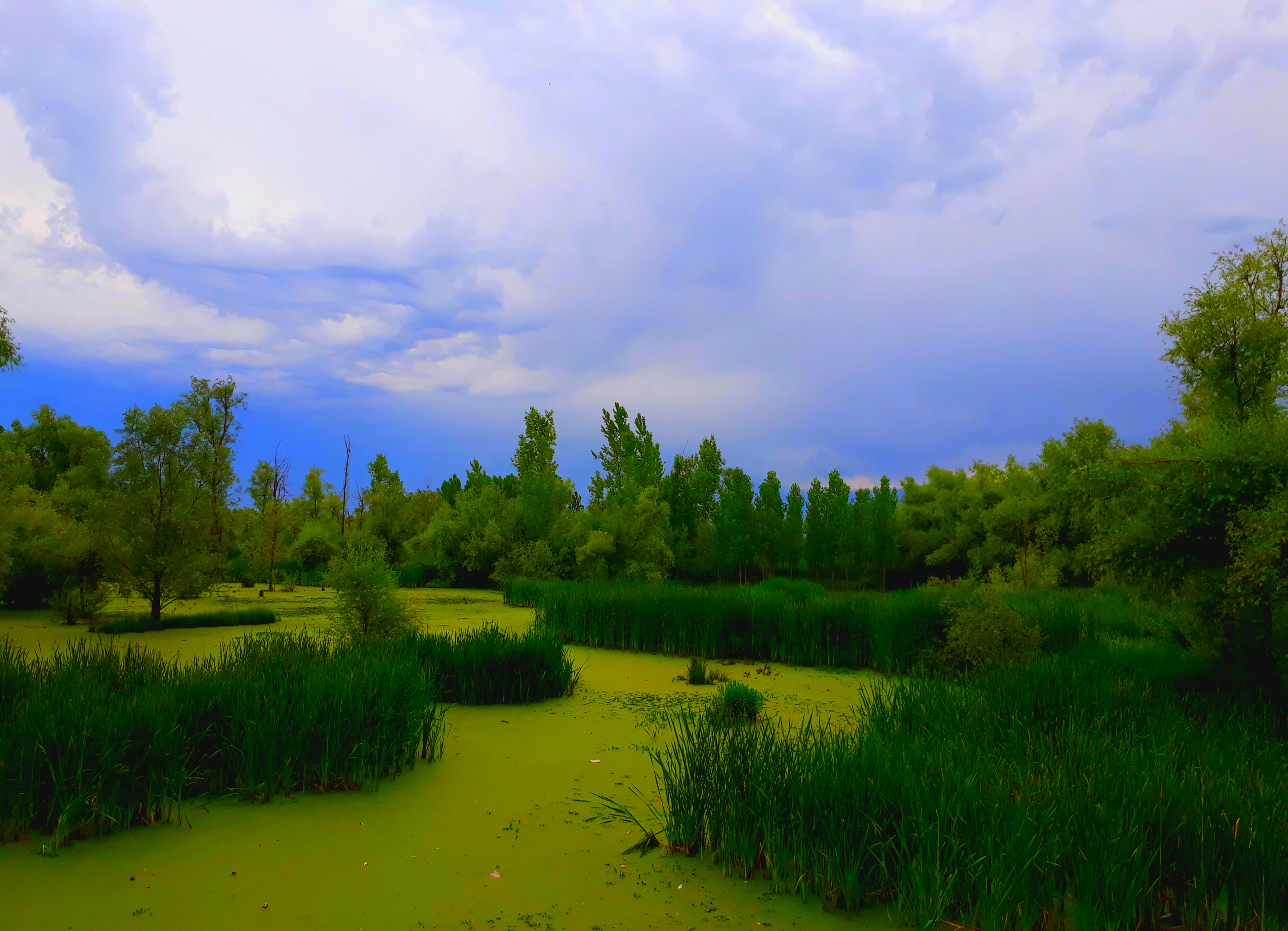 A peaceful landscape view of a green, reed-filled wetland under a blue, overcast sky, surrounded by dense trees.