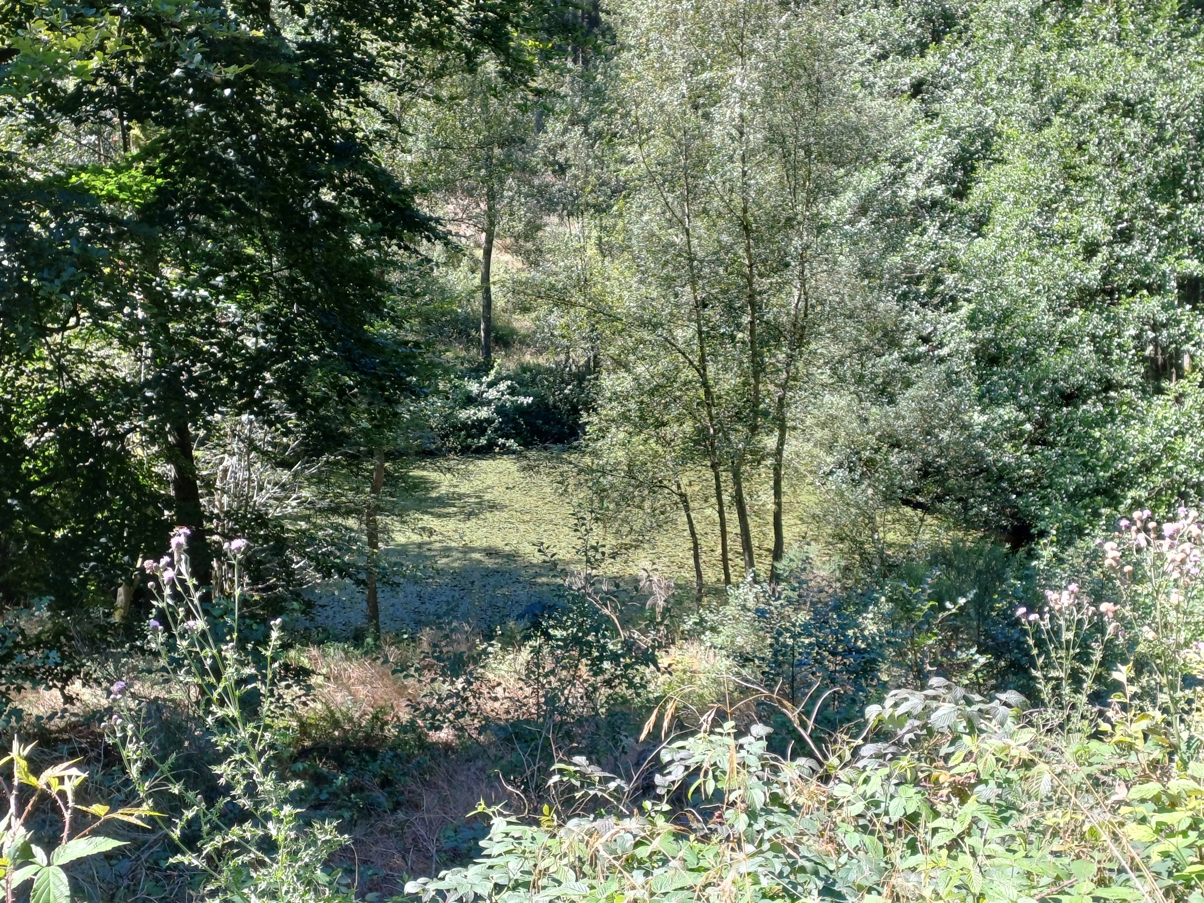 A small, tree-lined natural pond nestled within a dense forest, viewed from slightly above with foreground wildflowers and shrubs.