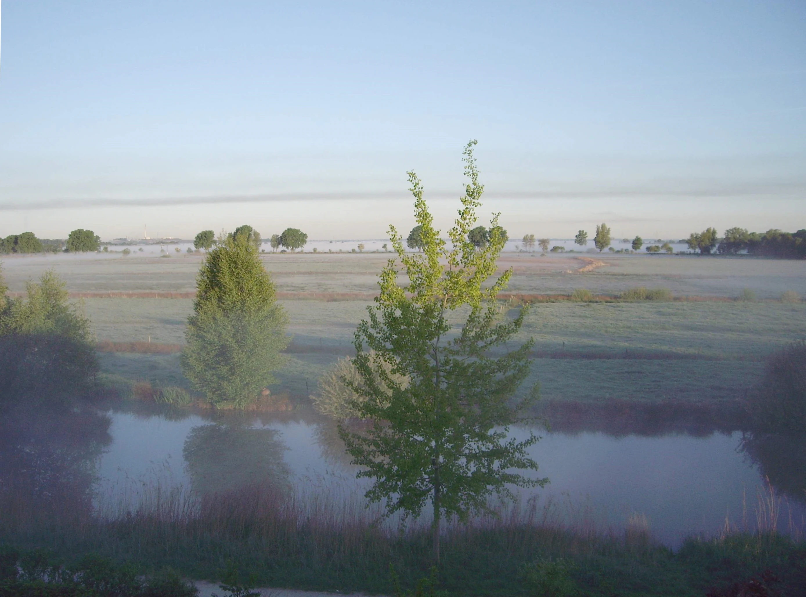 A hazy, misty morning view of a flat, grassy wetland landscape with a small pond in the foreground and sparse trees in the distance.