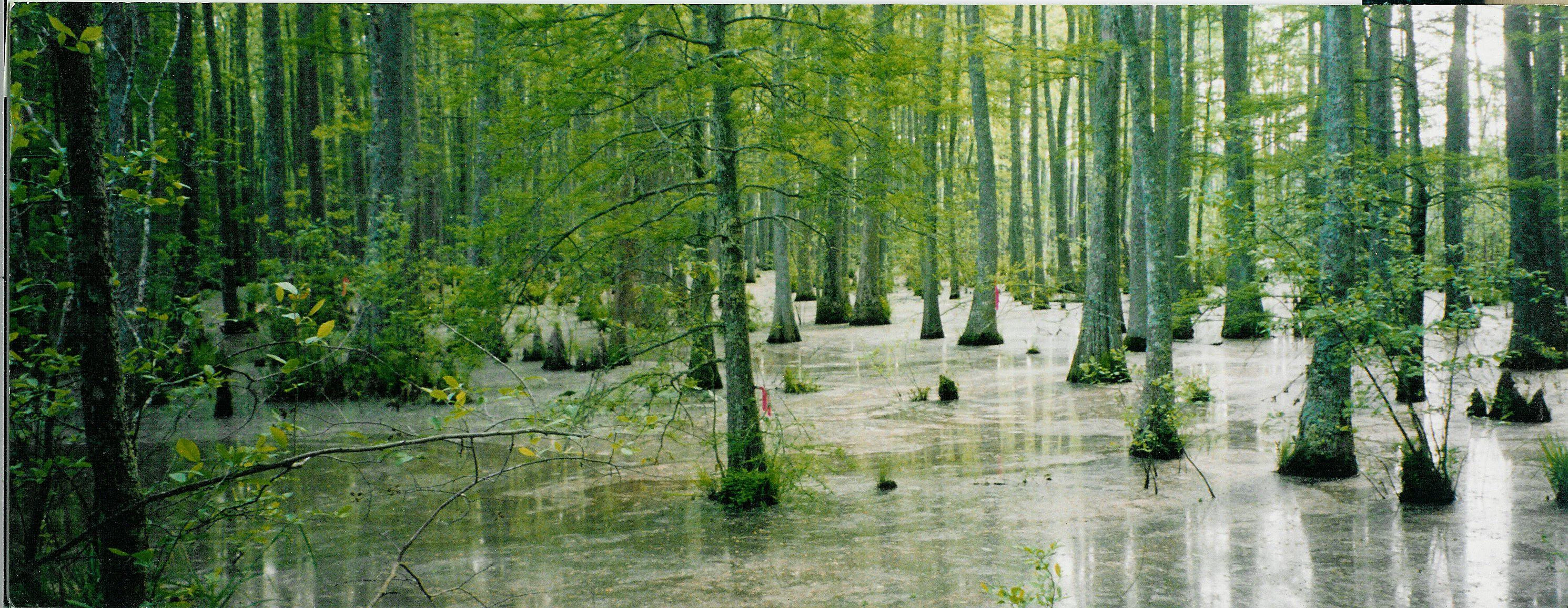 A wide view of a flooded forest with tall tree trunks emerging from the dark, still water of a swamp.