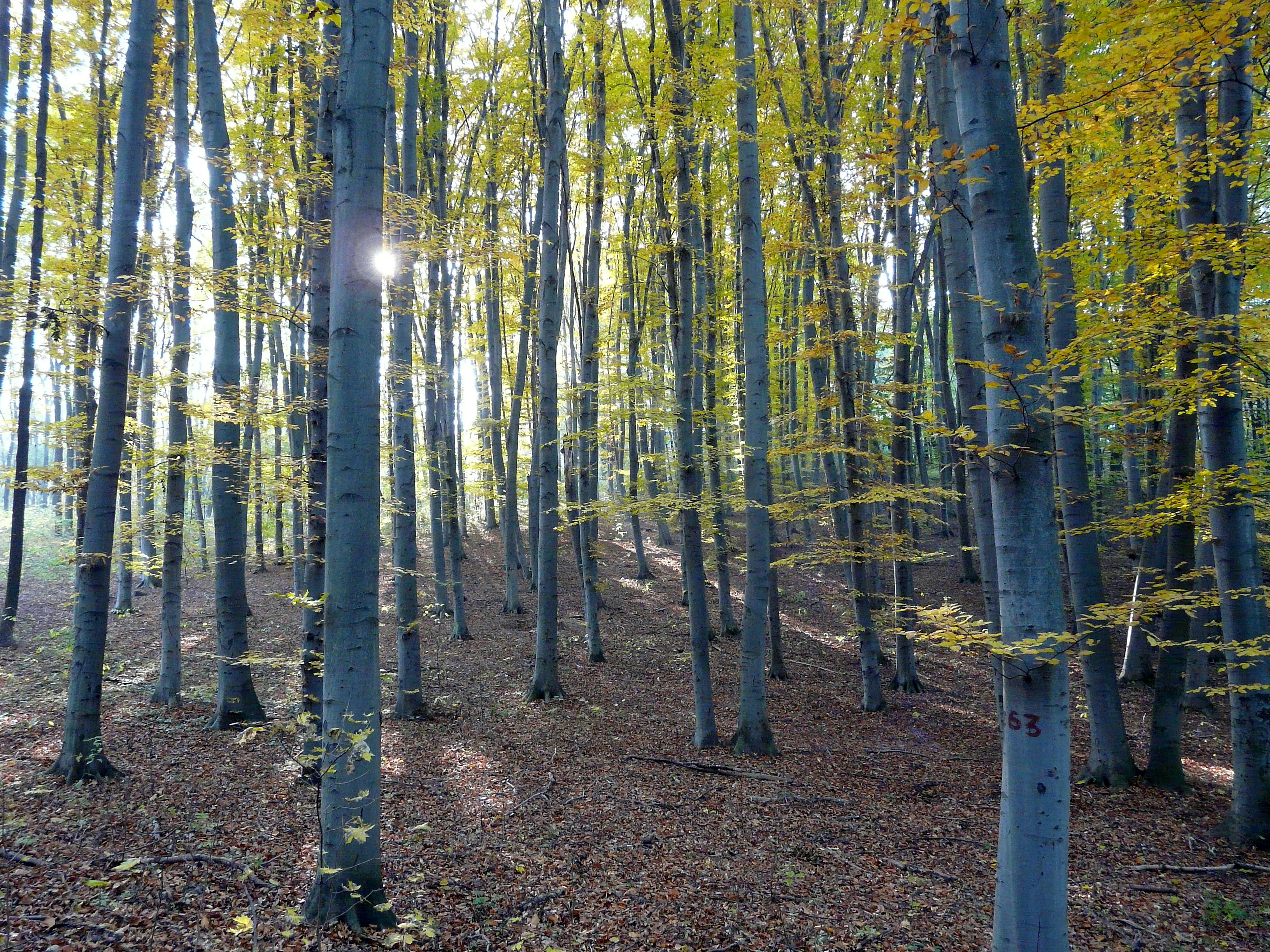 Tall trees with yellow autumn leaves, sunlight filtering through branches, forest floor covered in brown fallen leaves