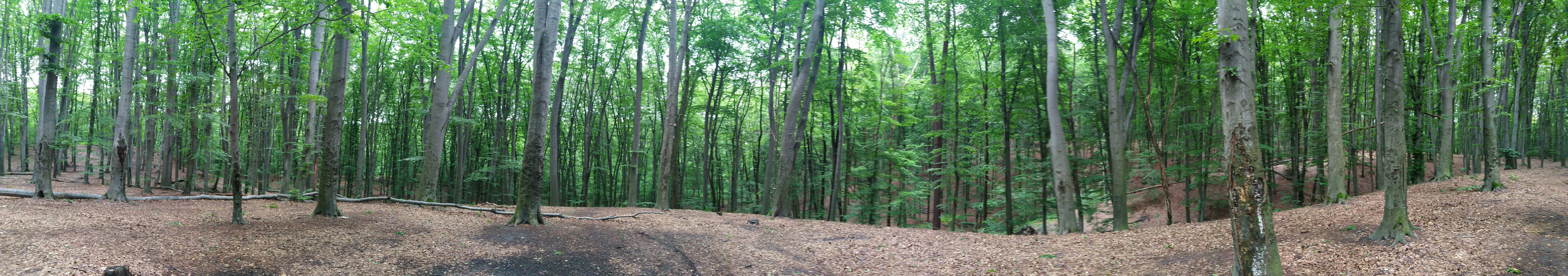 Panoramic view of Holosiiv National Nature Park showing tall trees, a fallen tree, and a dirt path.