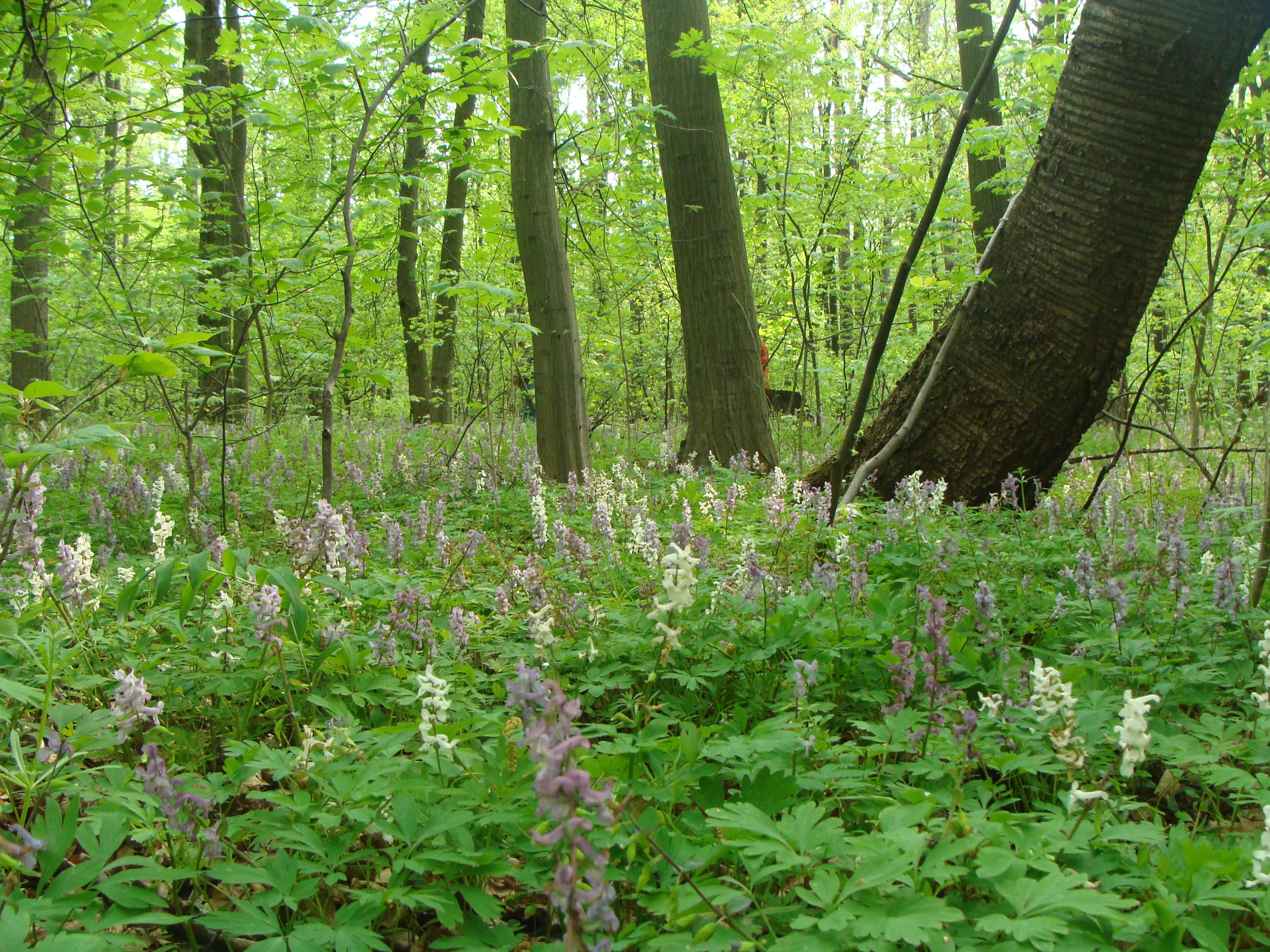 A forest scene with green undergrowth, purple and white wildflowers, and tall trees