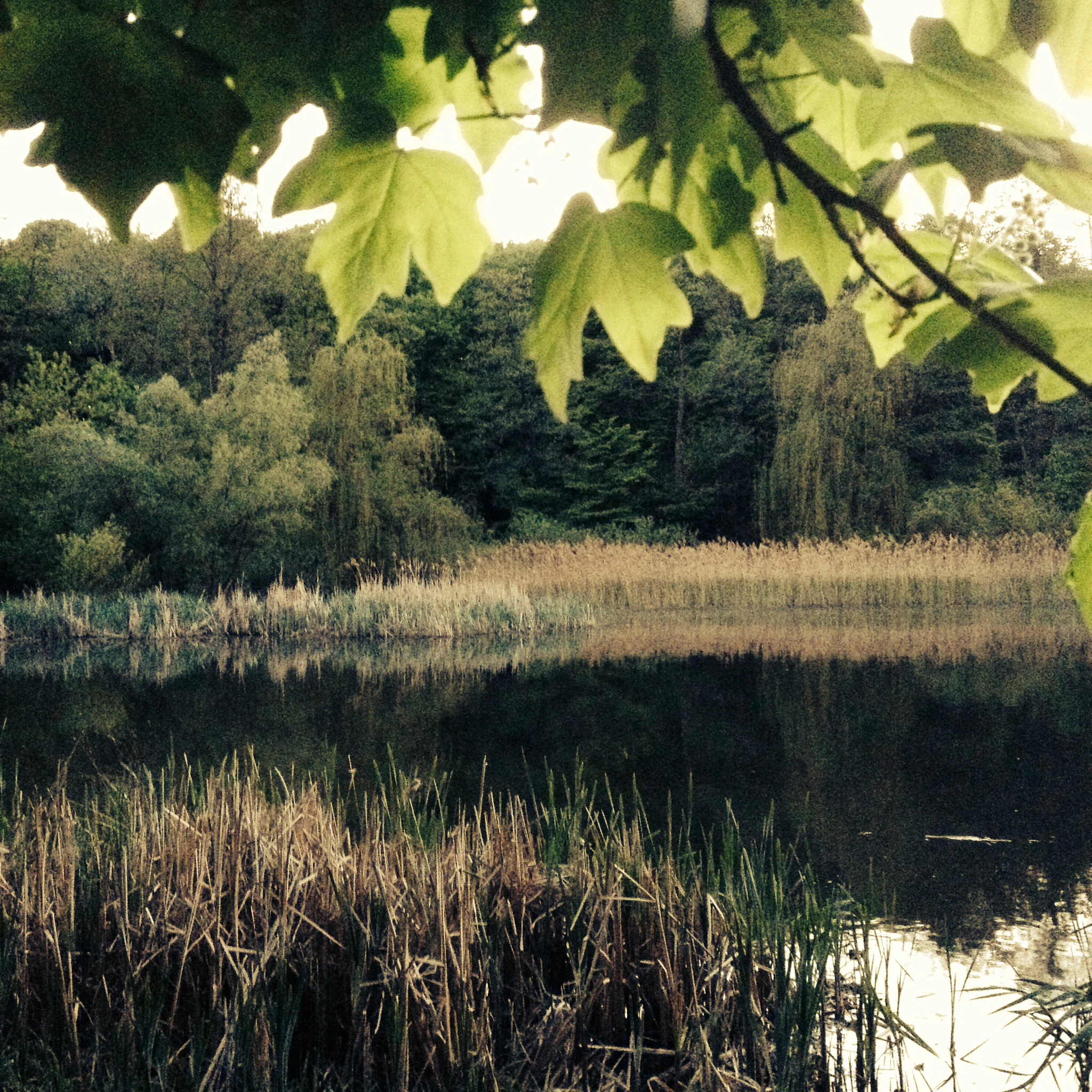 Lake surrounded by tall reeds and forested trees, with green leaves in the foreground.