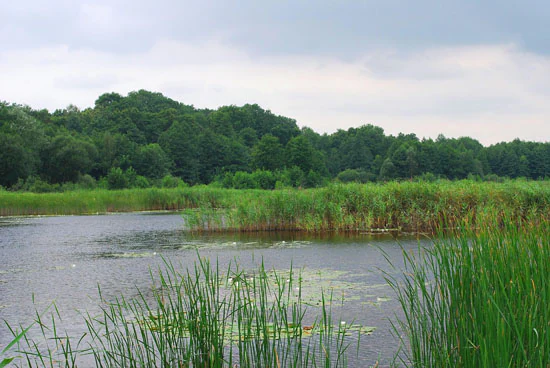 Lake with water lilies surrounded by tall reeds and green forest in Ukraine