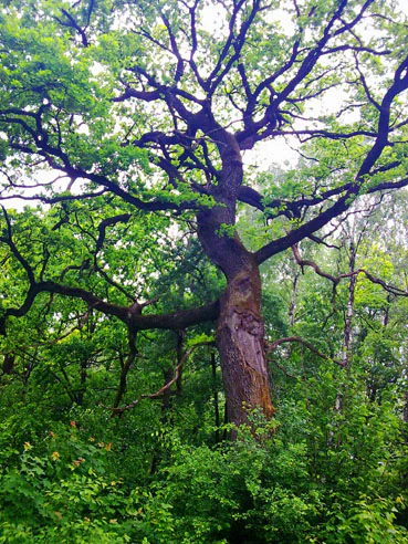 A tall oak tree with sprawling branches surrounded by dense green foliage in a forest.