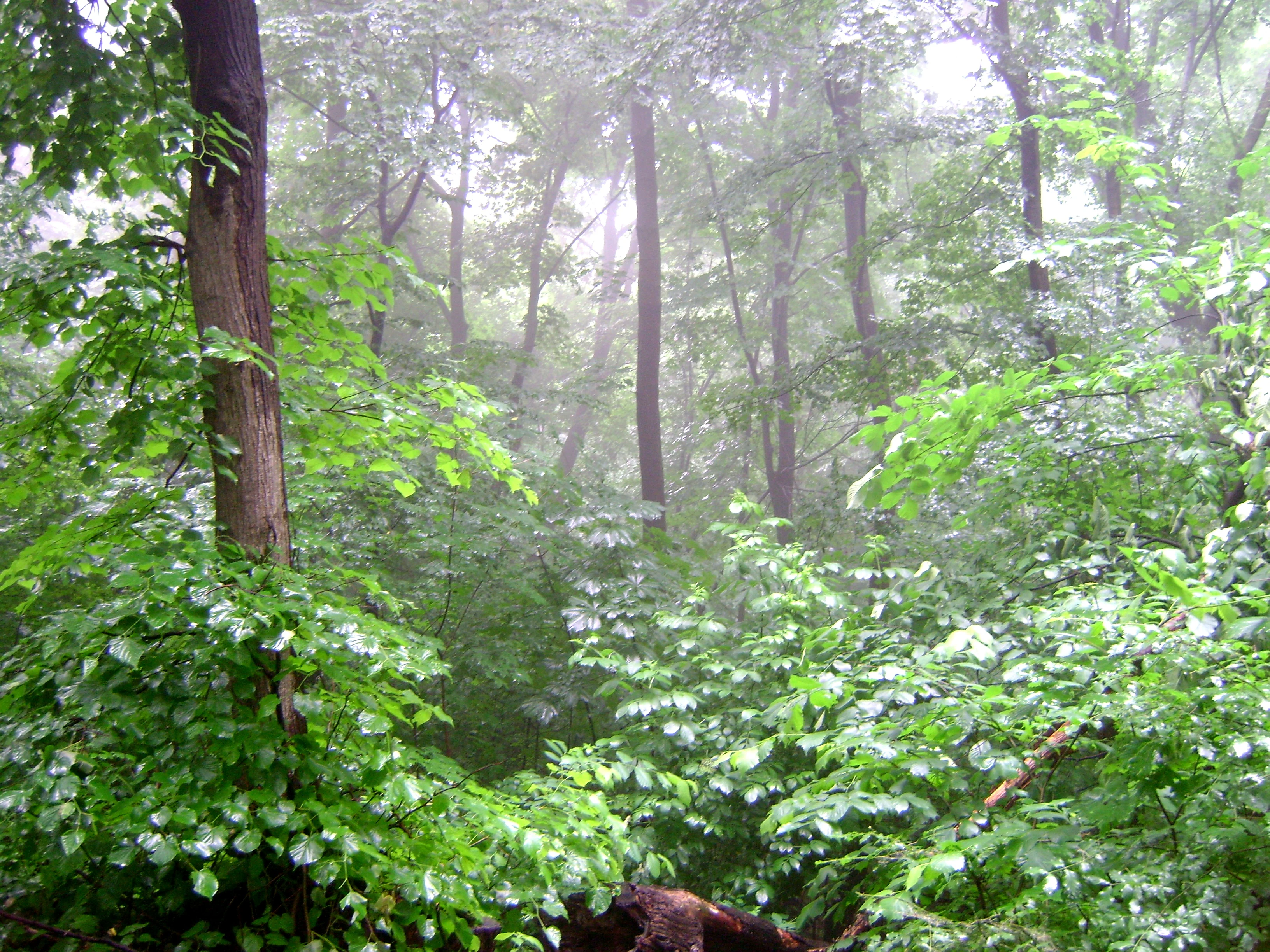 Tall trees and dense green foliage in a misty forest scene