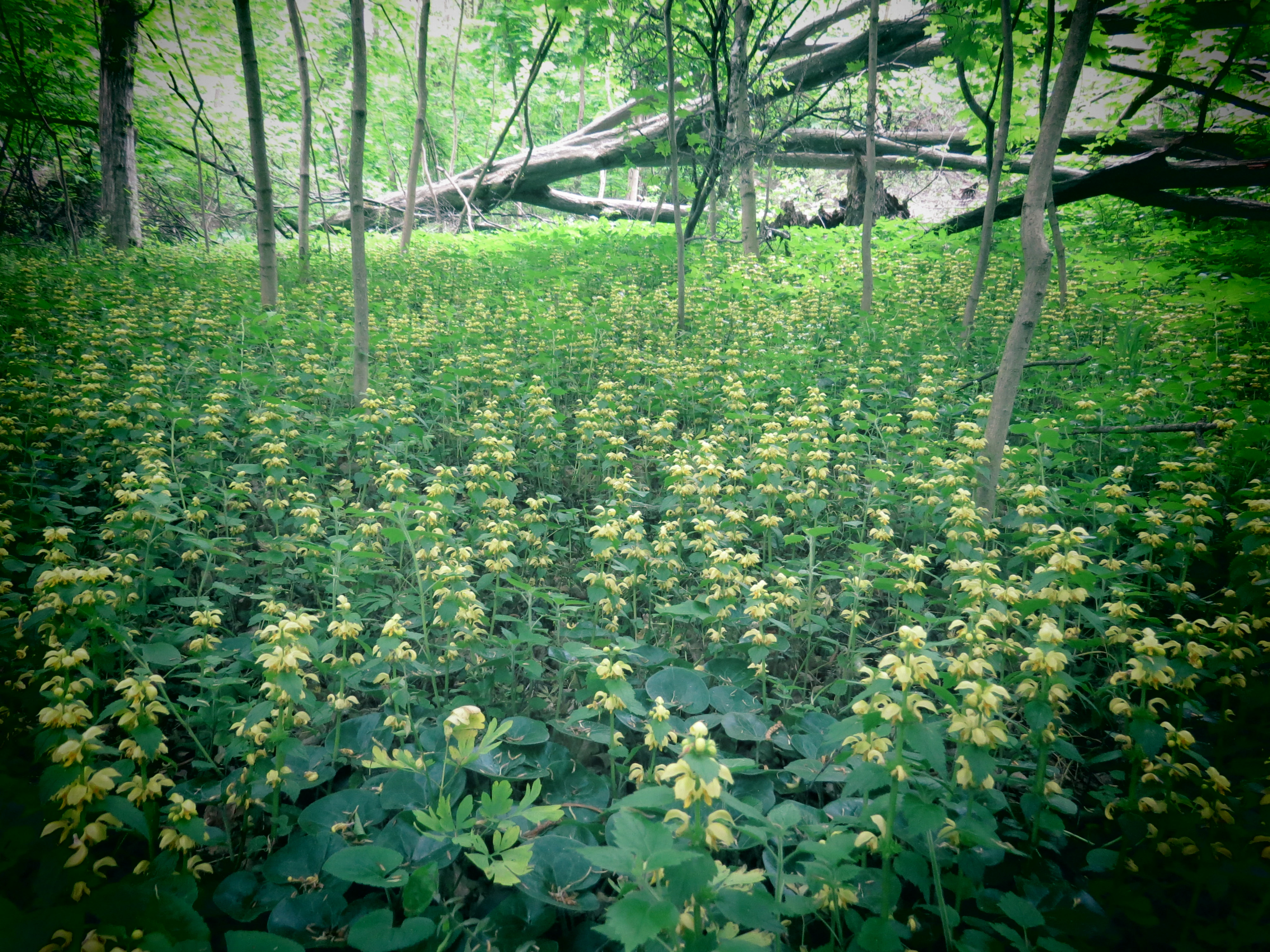 A dense forest scene with green foliage and yellow wildflowers covering the ground, surrounded by tall trees and a fallen tree trunk in the background