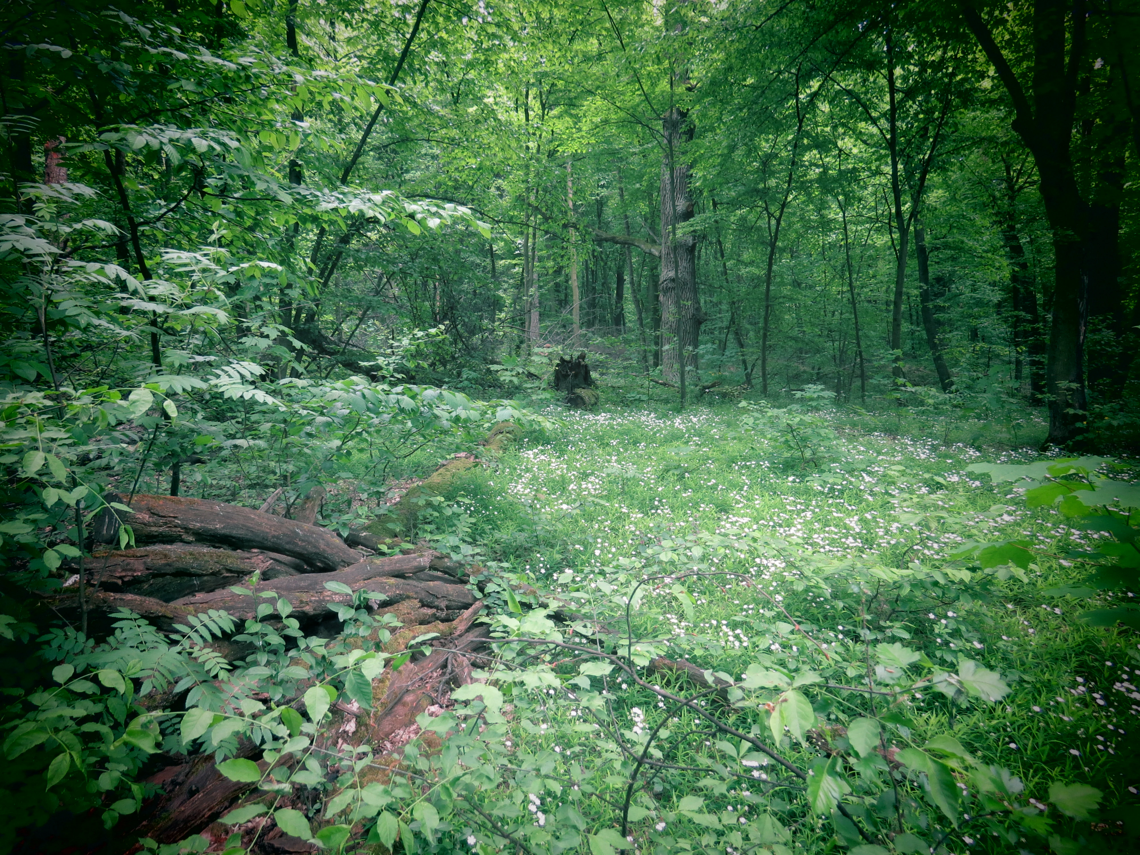 A forest scene with dense green foliage, fallen tree trunk in foreground, and tall trees in background