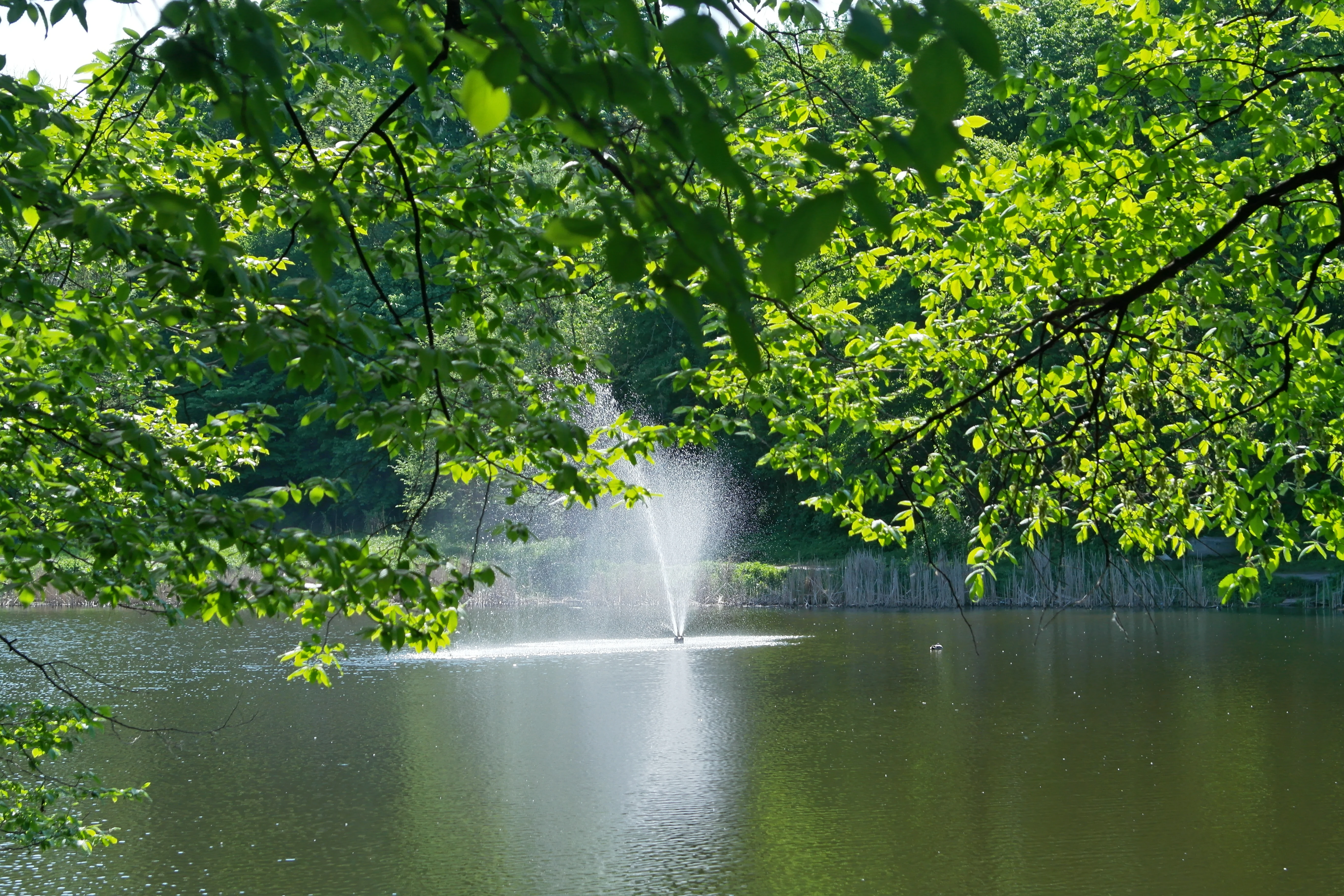 A calm pond with a central water fountain, surrounded by lush green trees and foliage