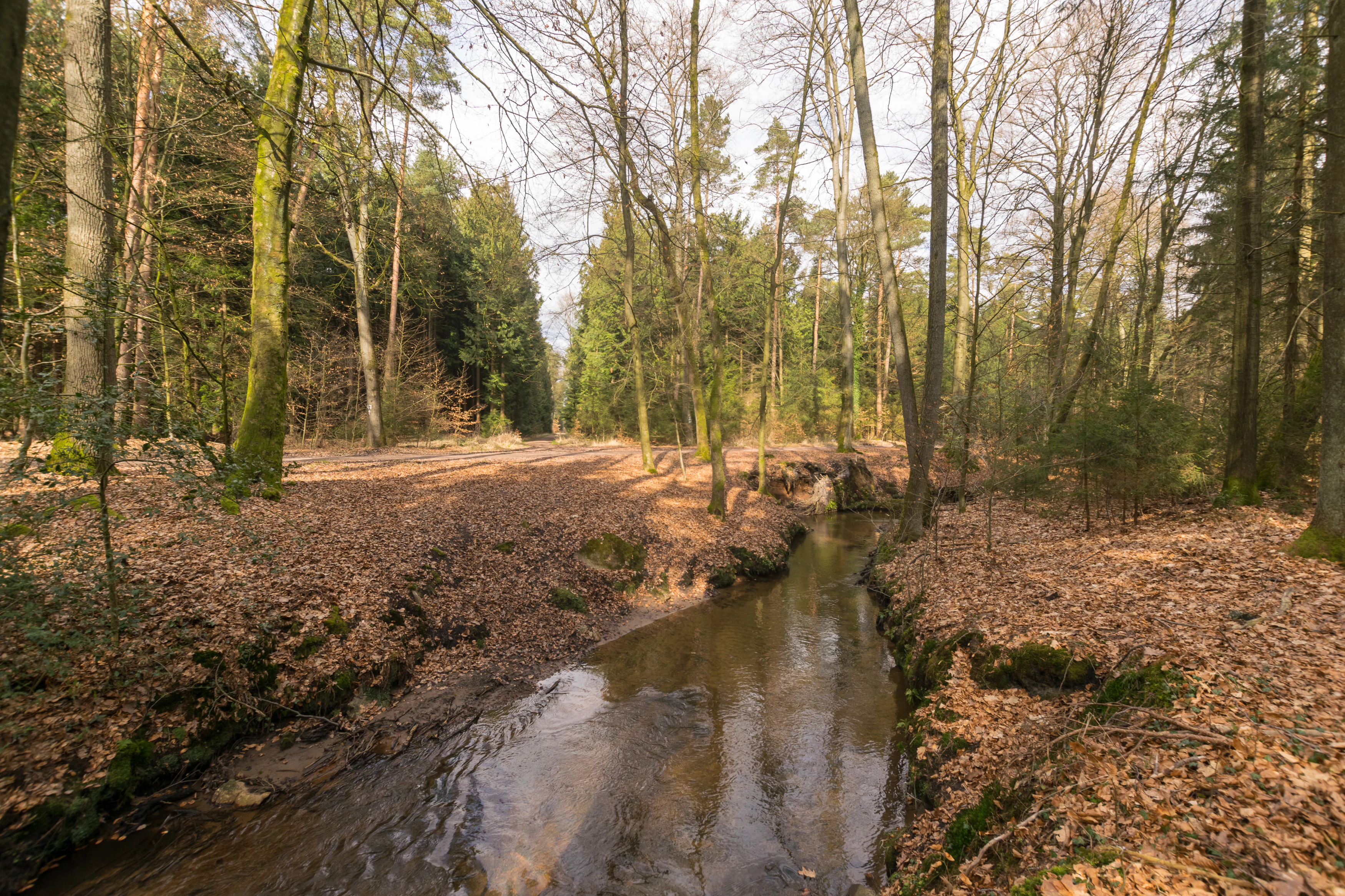 A small, calm stream flowing through a deciduous and pine forest with a ground covered in fallen brown leaves during late winter or early spring.