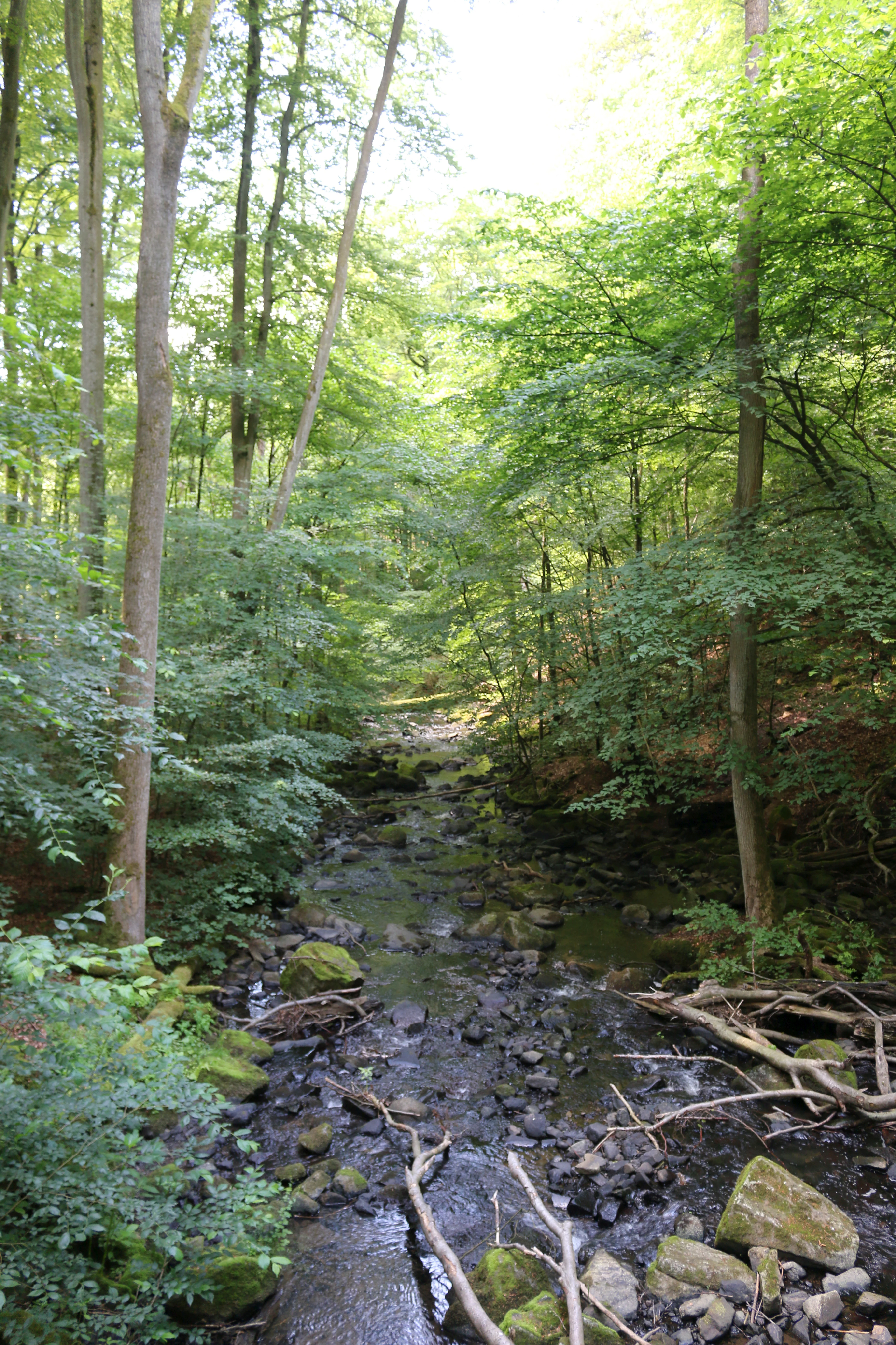 A small rocky stream flows through a lush, dense deciduous forest at Holzbachdurchbruch.