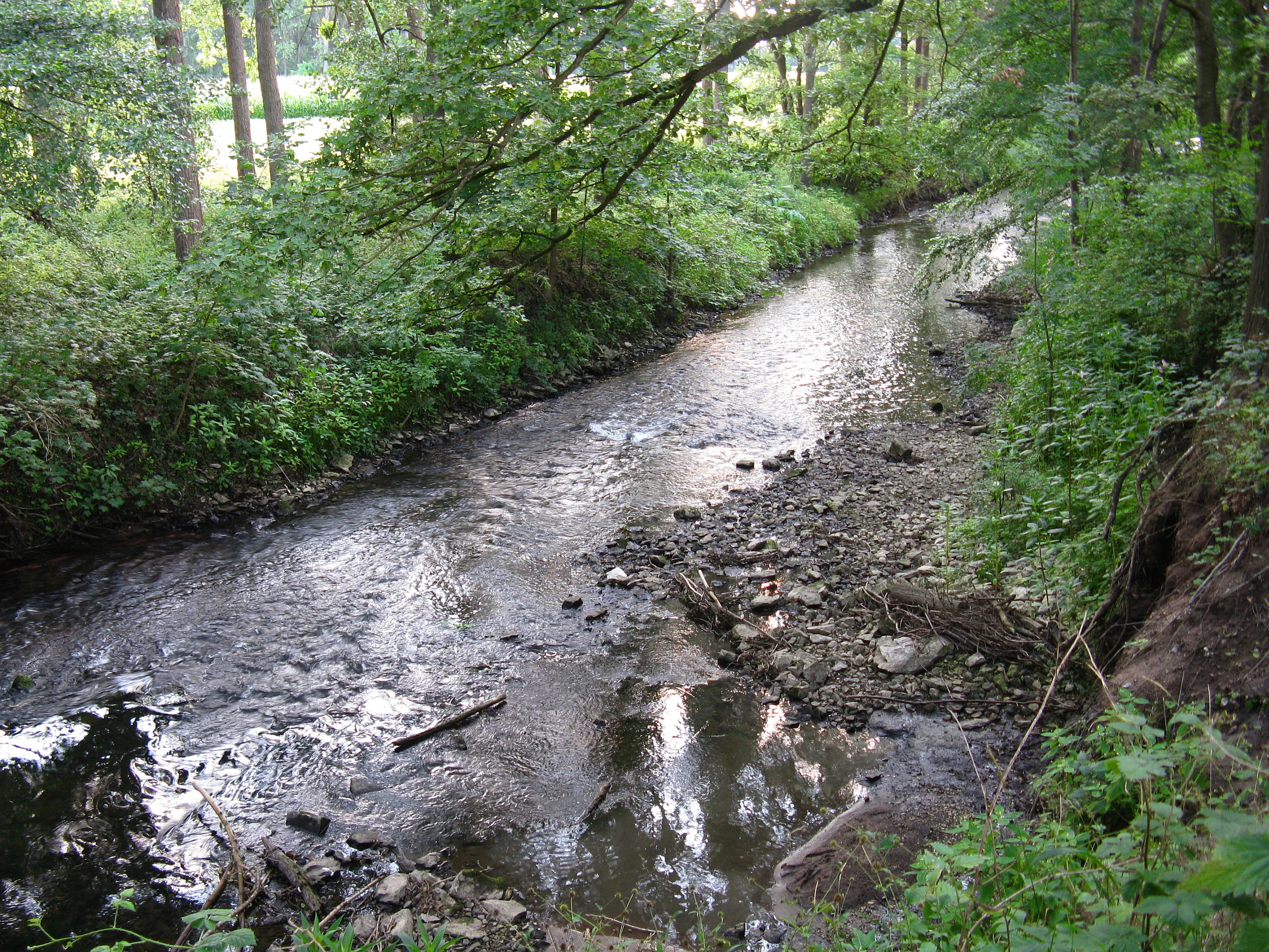 A narrow, shallow river flowing through a dense forest with exposed rocky banks in a nature reserve.