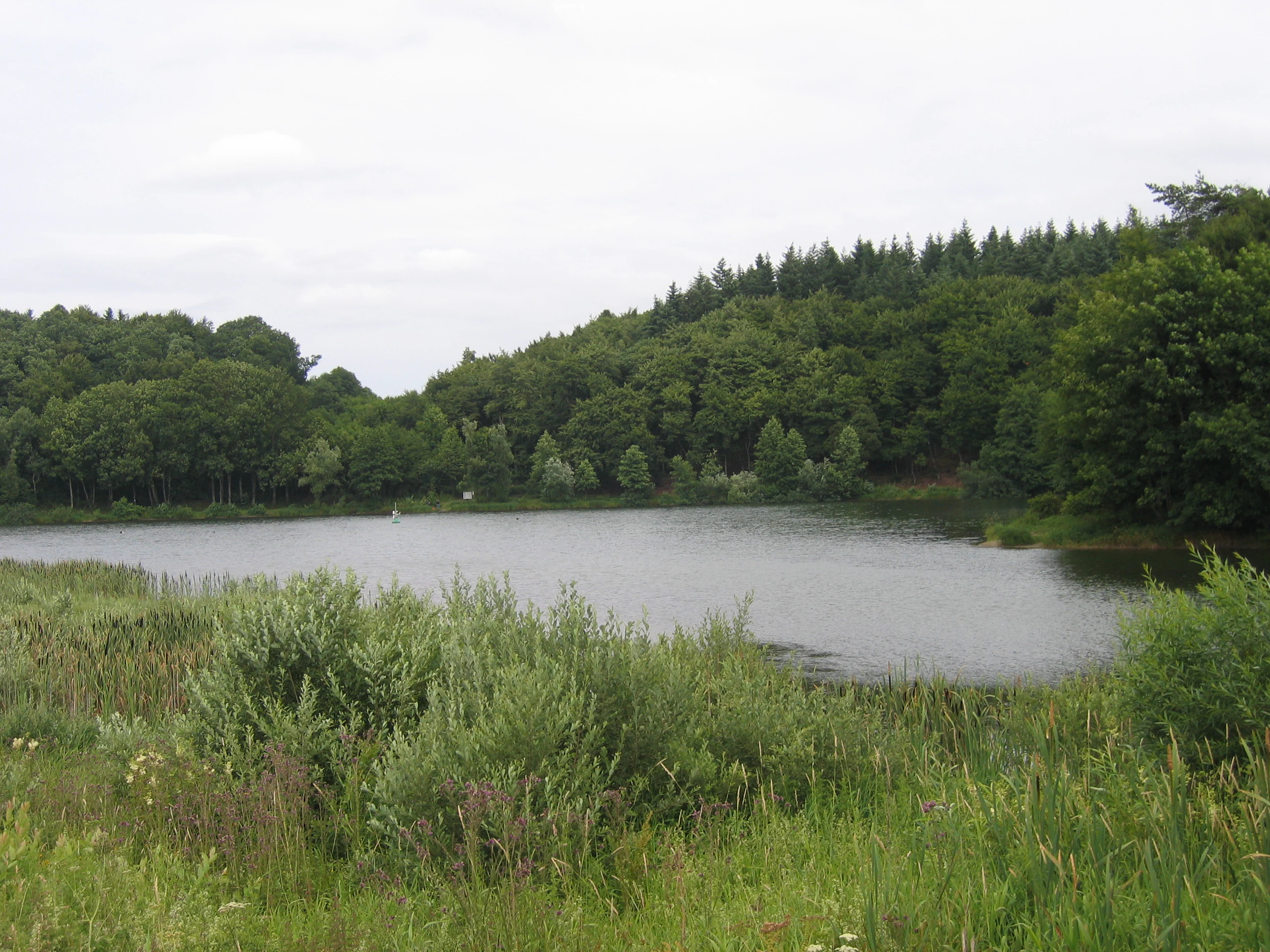 A calm lake surrounded by a dense green forest under an overcast sky, with reeds and grasses in the foreground.
