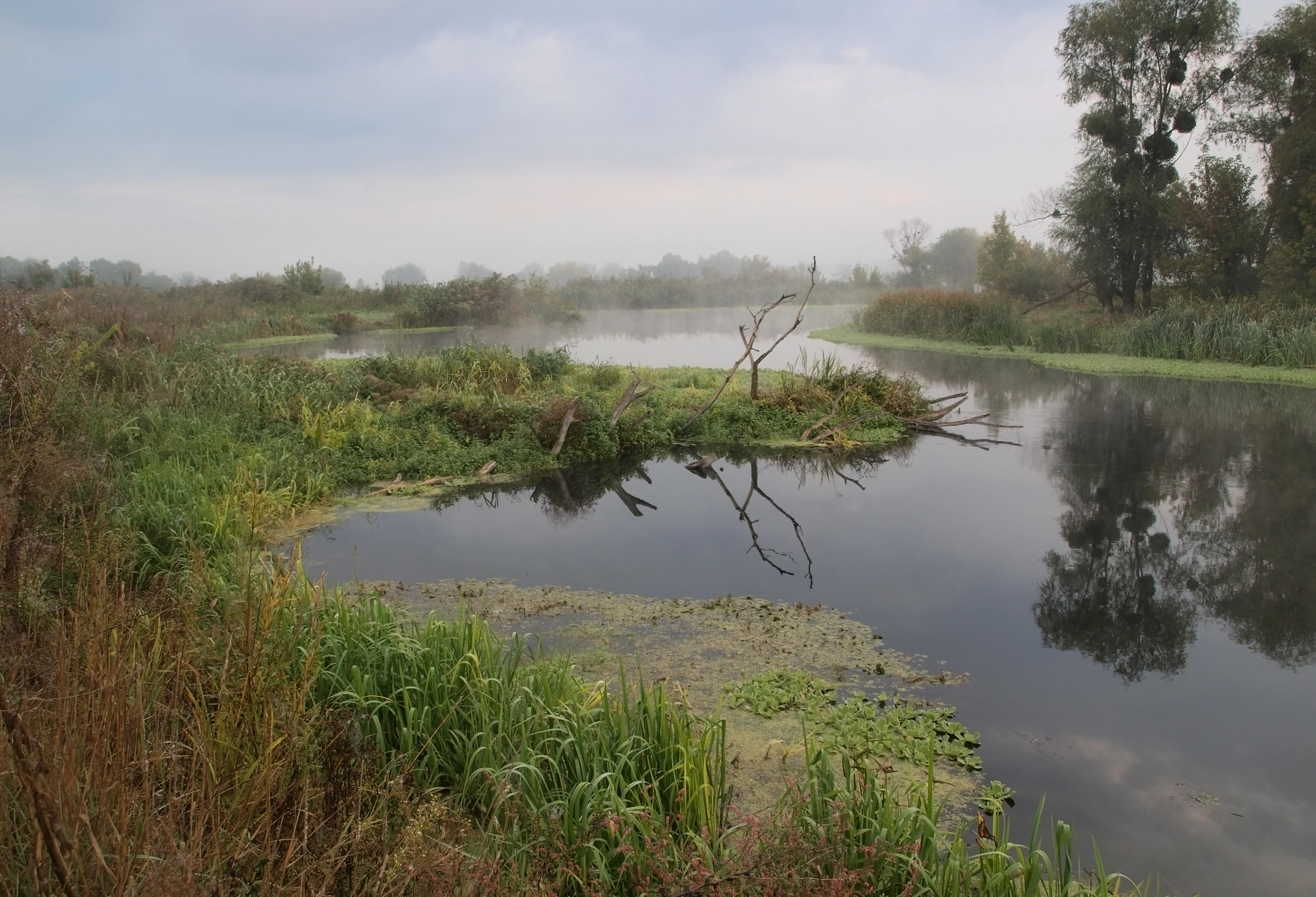 River with calm water reflecting trees and sky, showing natural debris blockage in wetland area with tall grasses and vegetation