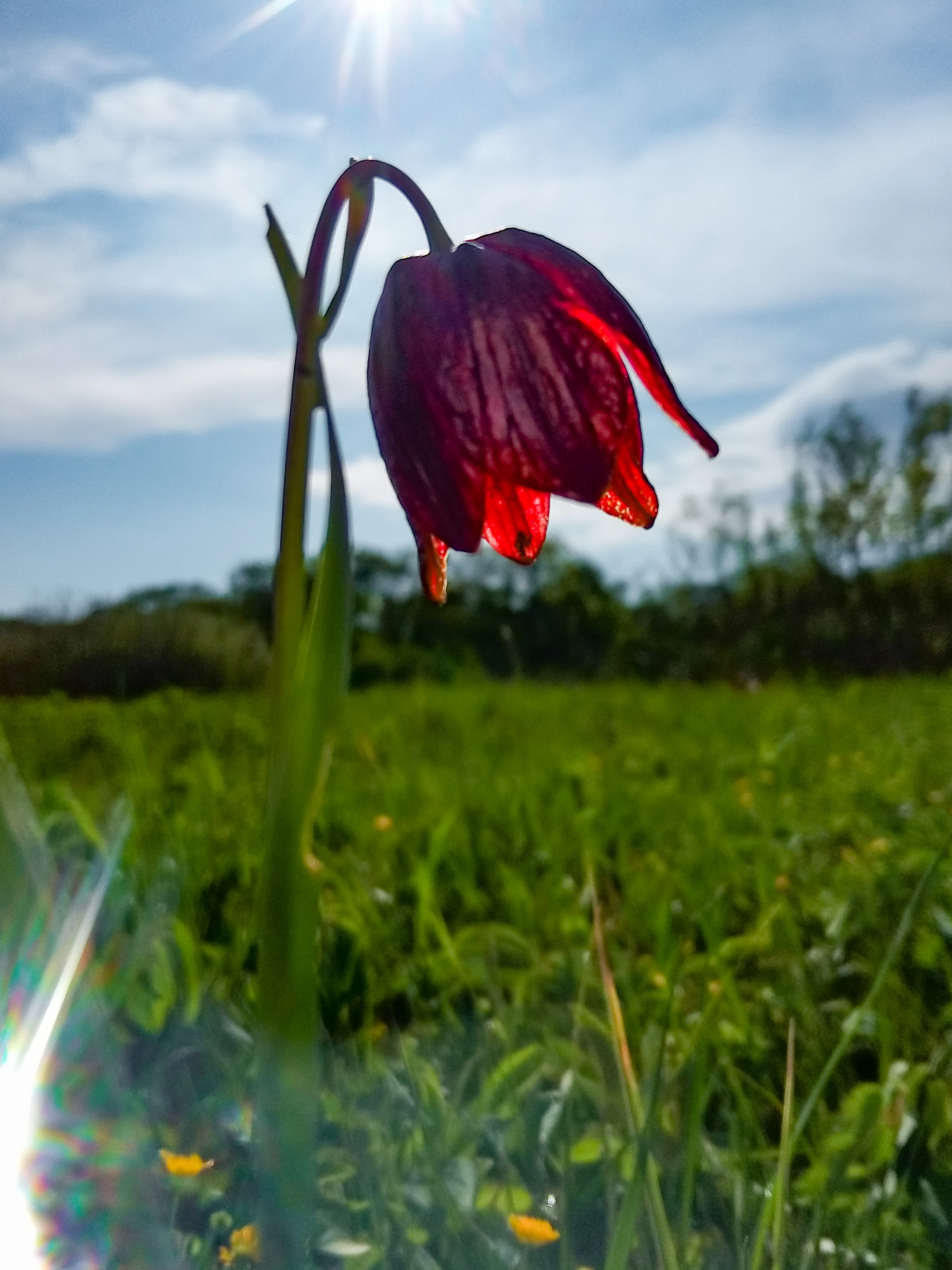 A single red Fritillaria flower with patterned petals, green stem, and blurred green meadow background under a partly cloudy sky
