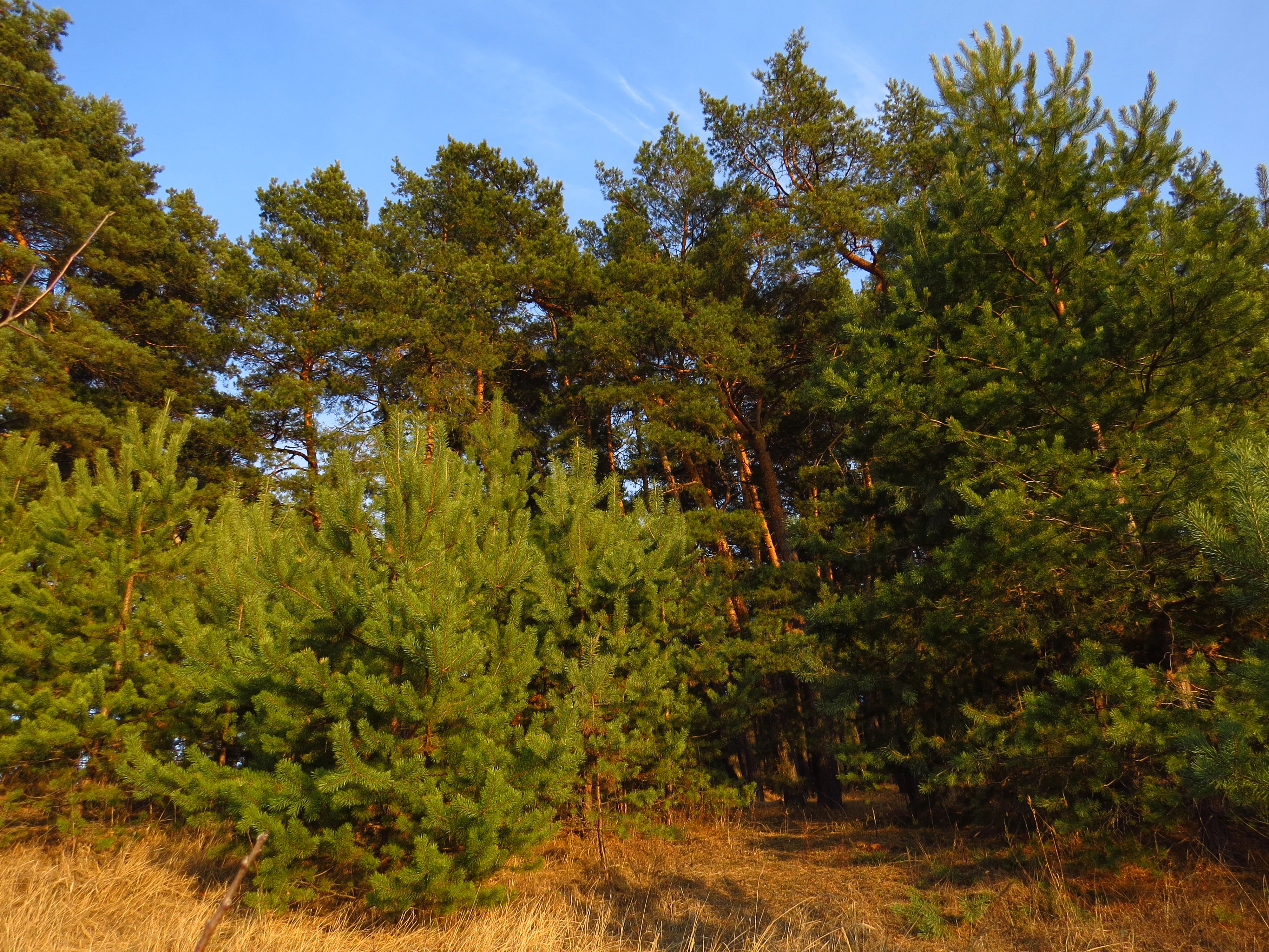 A dense forest of pine trees with dry grass under a clear blue sky