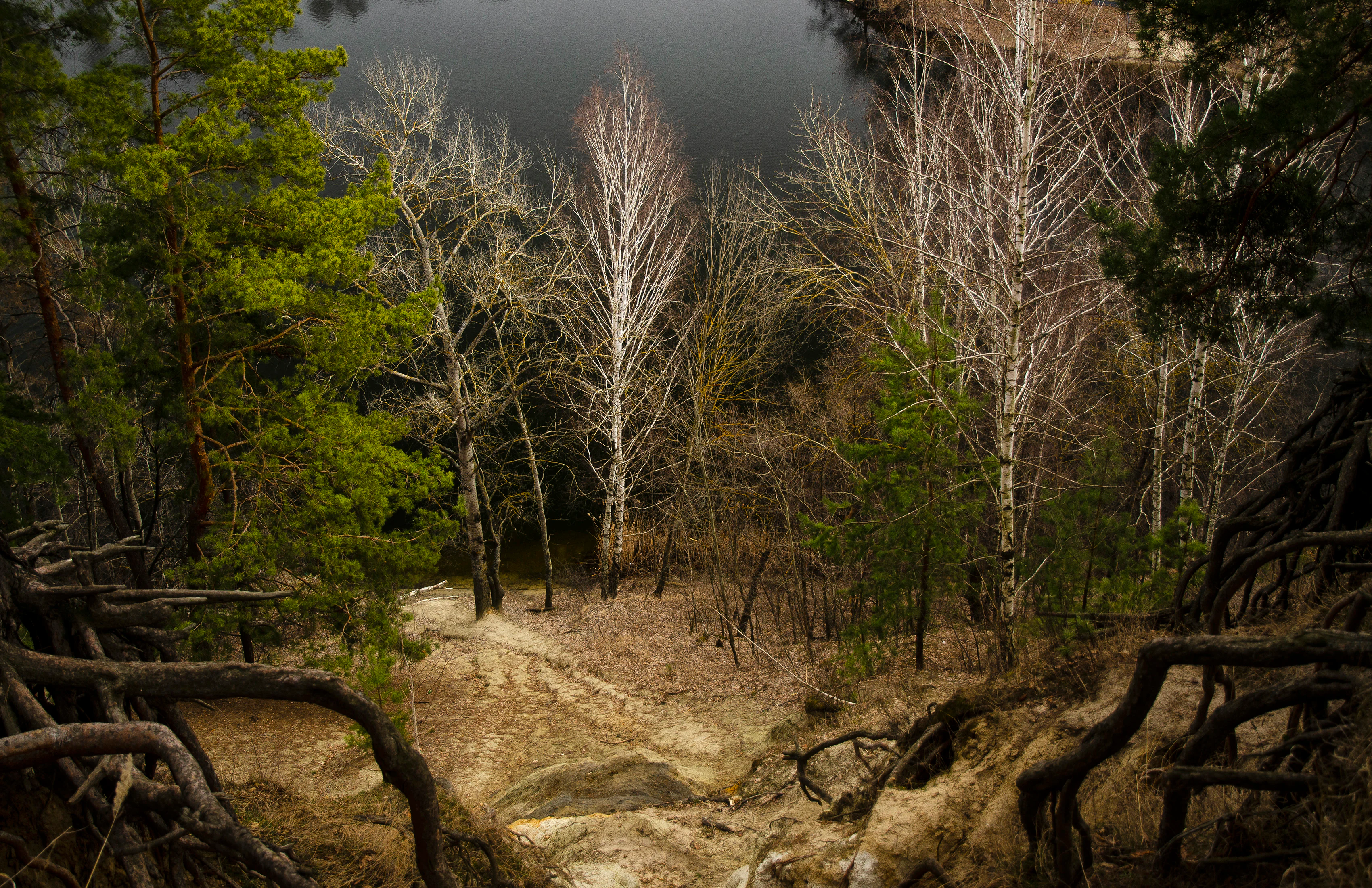 Forest scene with a mix of green and bare trees, a path leading down a slope, and a river visible in the background