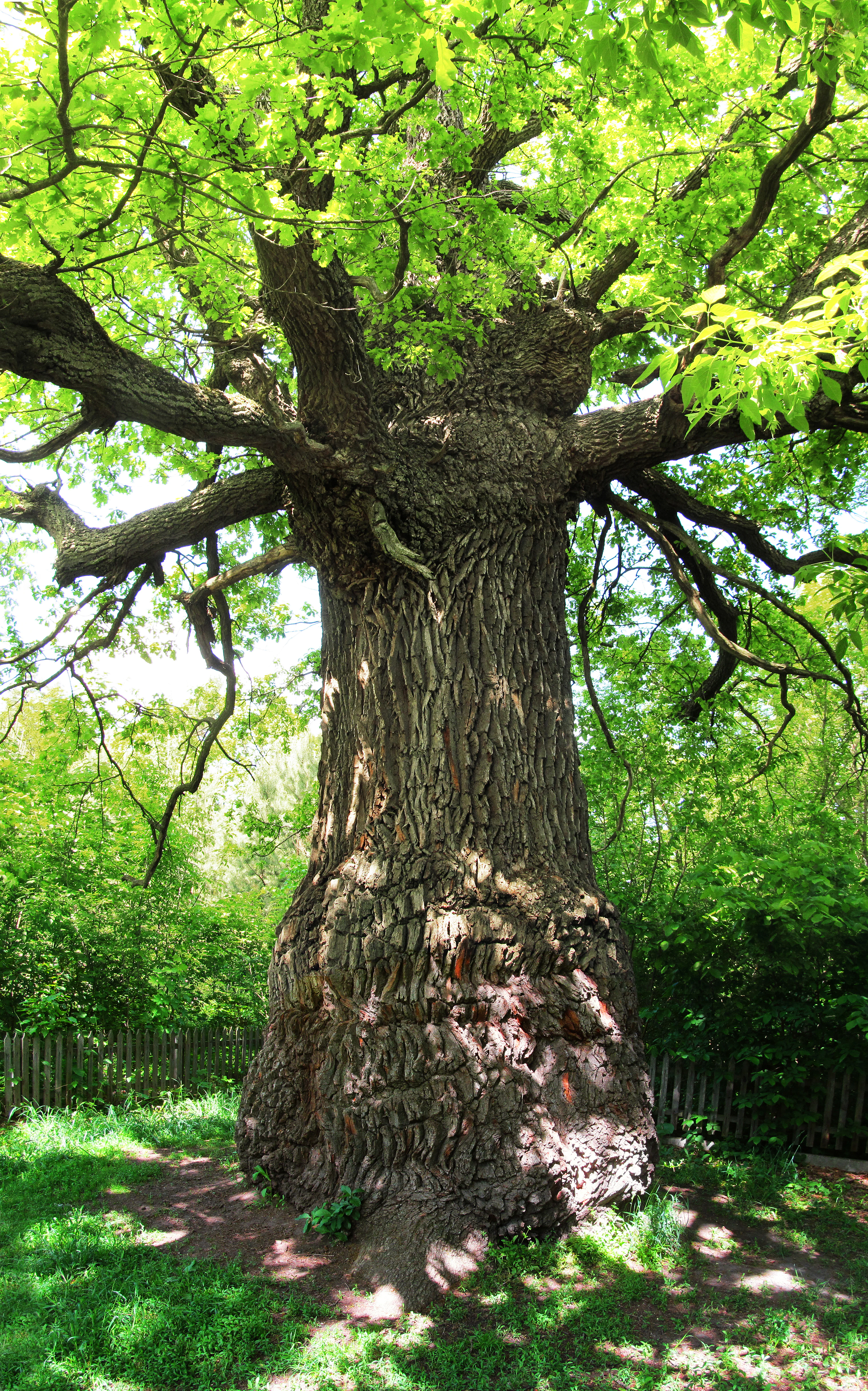 A large mature oak tree with thick trunk and extensive branches, surrounded by green foliage and a wooden fence in a forested area